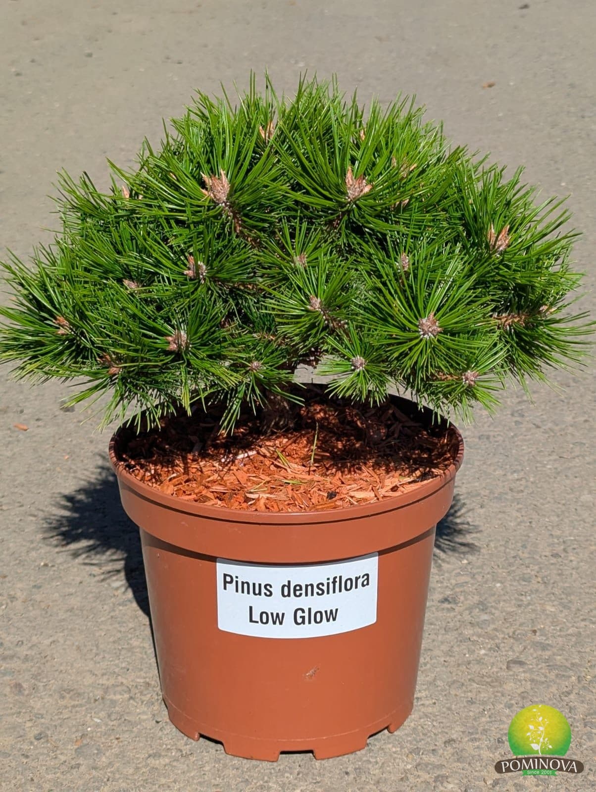 Pin roșu japonez 'Low Glow' (Pinus densiflora 'Low Glow') - imagine 1