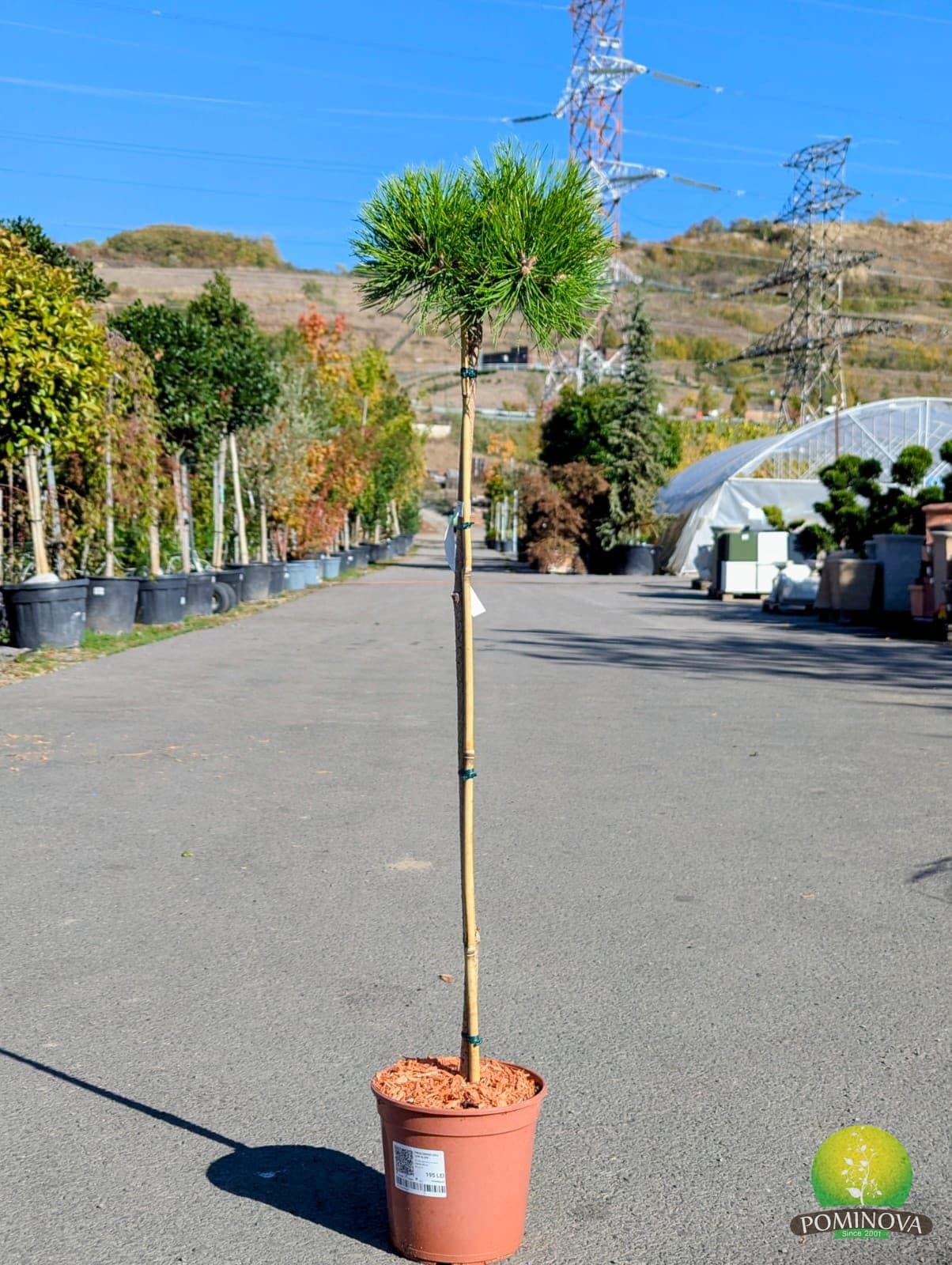 Pin roșu japonez 'Low Glow' (Pinus densiflora 'Low Glow') - imagine 3