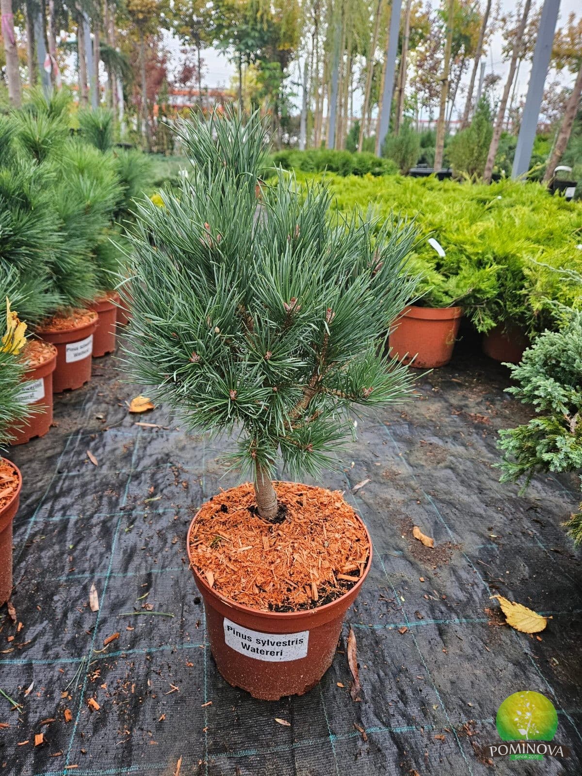 Pin scoțian pitic (Pinus sylvestris 'Watereri')