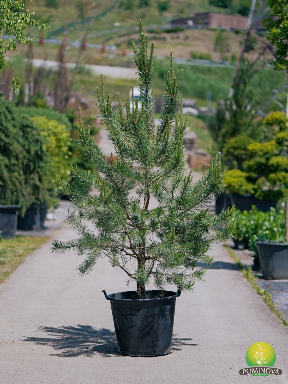 Pin silvestru (Pinus sylvestris) — imagine 1