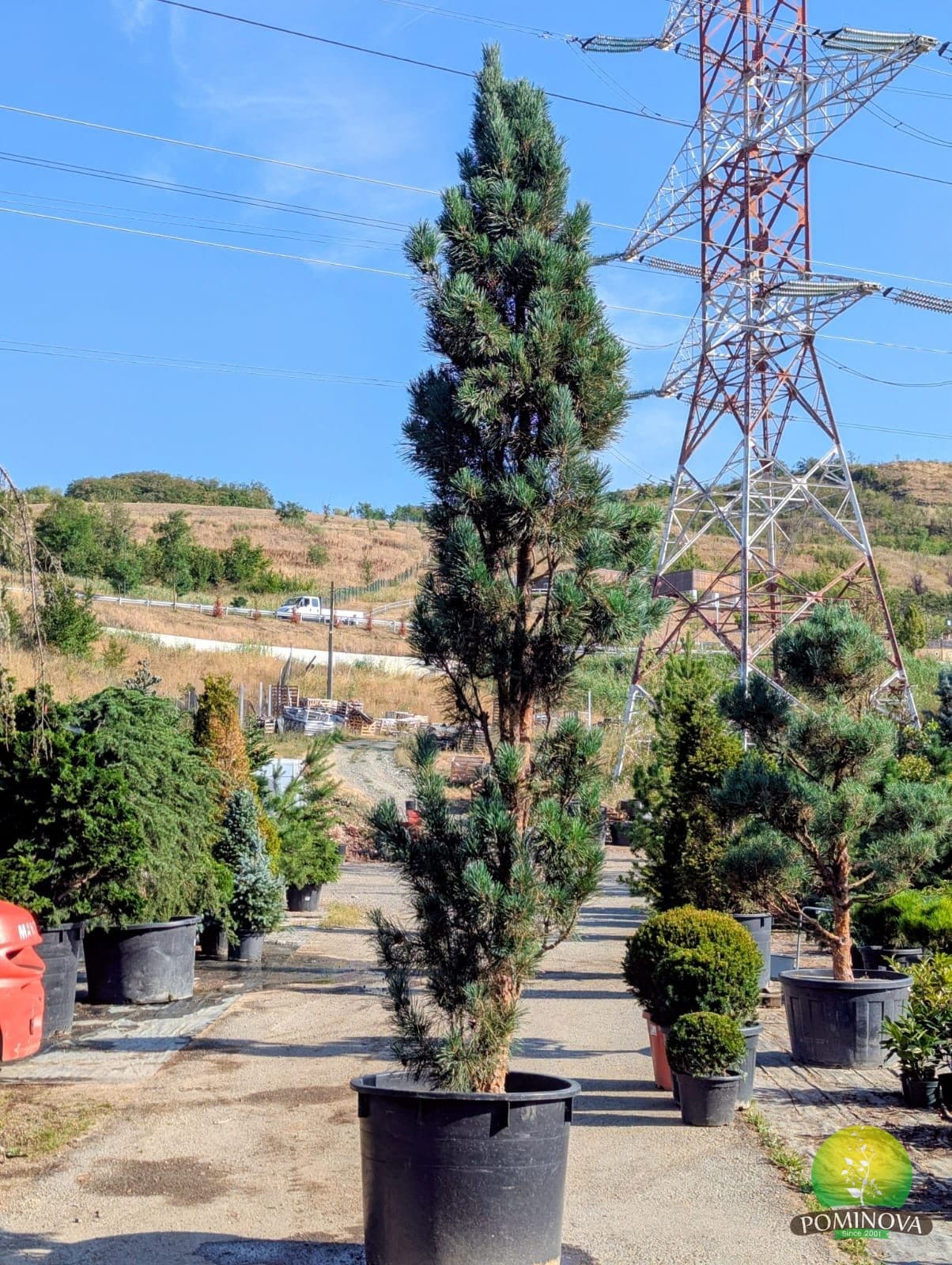 Pin silvestru columnar (Pinus sylvestris 'Fastigiata') — imagine 1