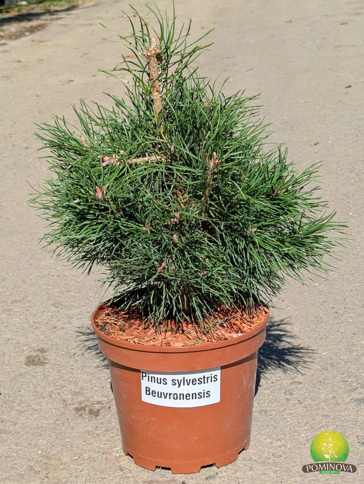 Pin silvestru pitic ‘Beuvronensis’ (Pinus sylvestris ‘Beuvronensis’) - imagine 1