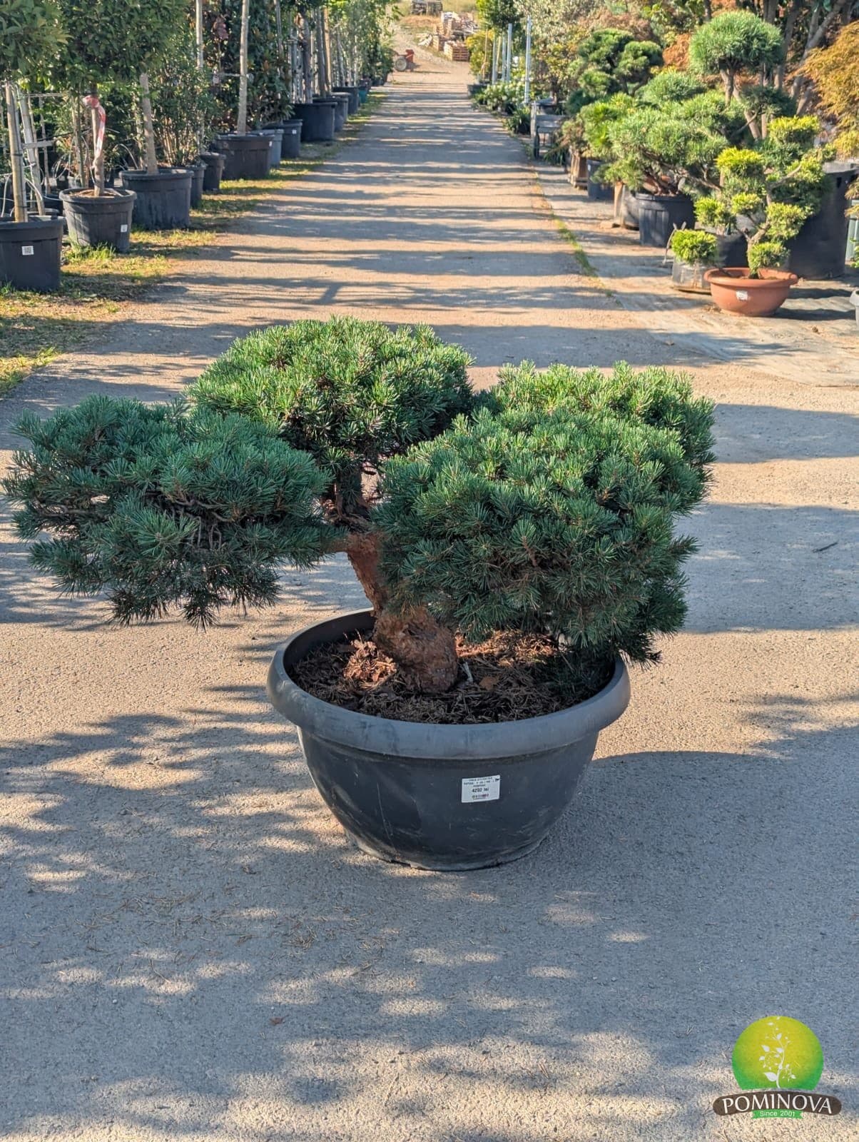 Pin silvestru târâtor (Pinus sylvestris 'Repens') — imagine 1