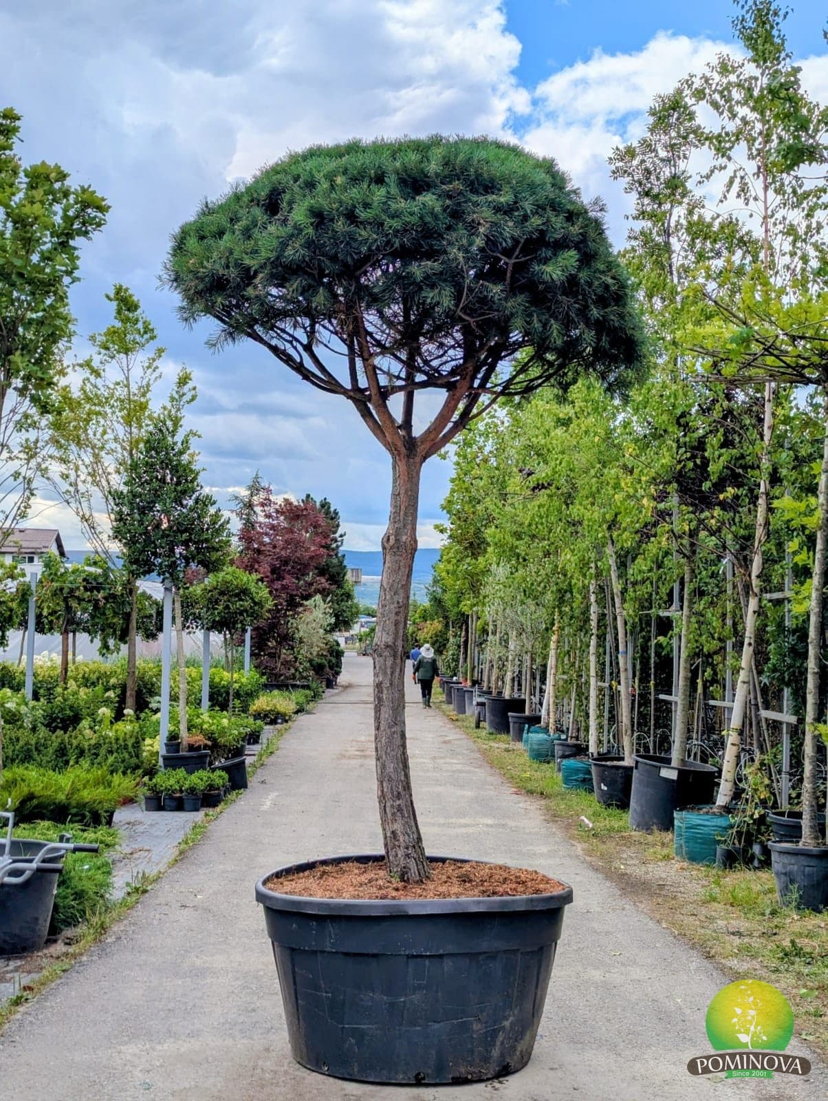 Pin silvestru umbrelă (Pinus sylvestris - Umbrella) — imagine 1