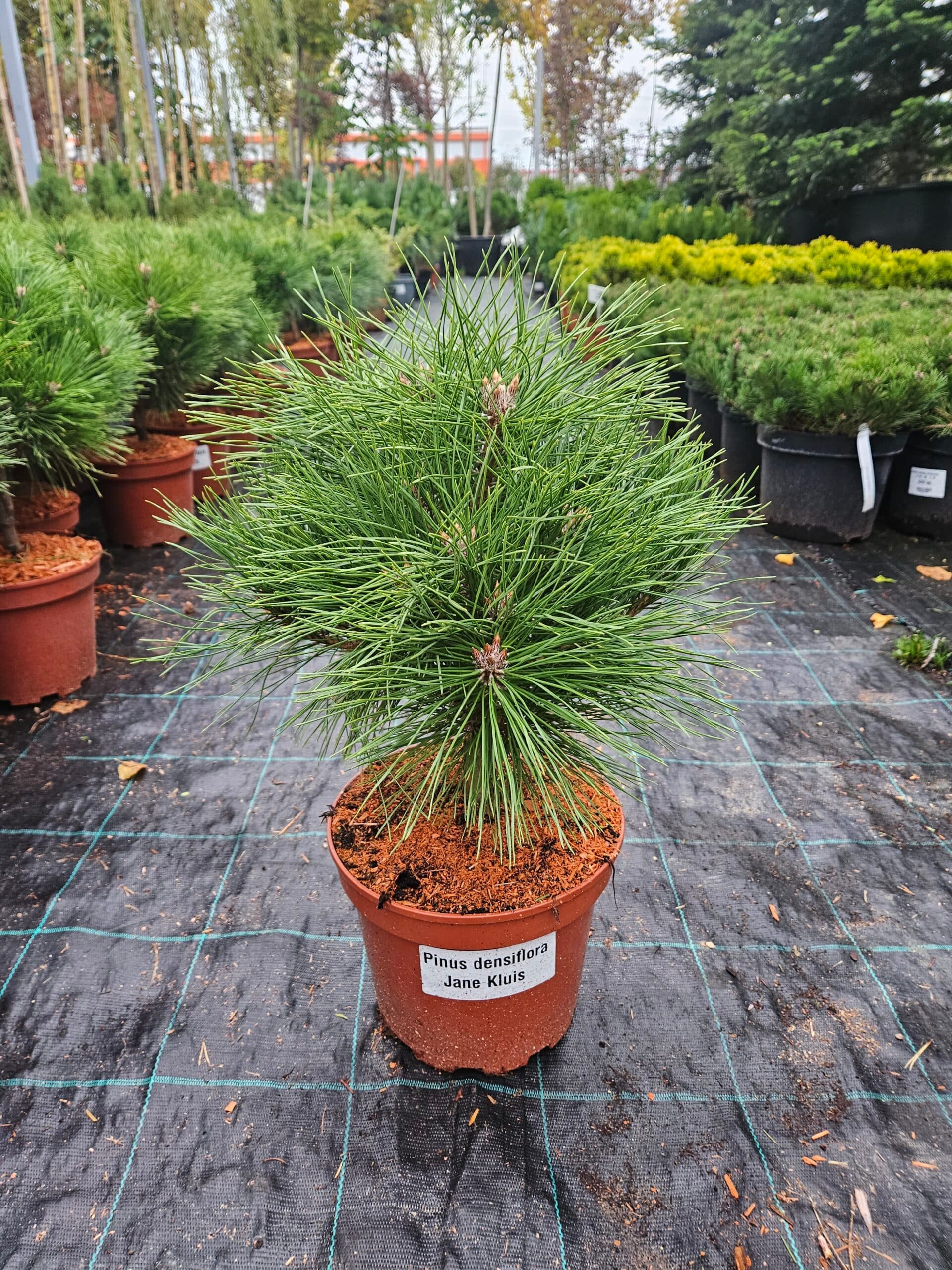 Pin roșu japonez ‘Jane Kluis’ (Pinus densiflora ‘Jane Kluis’) — imagine 1