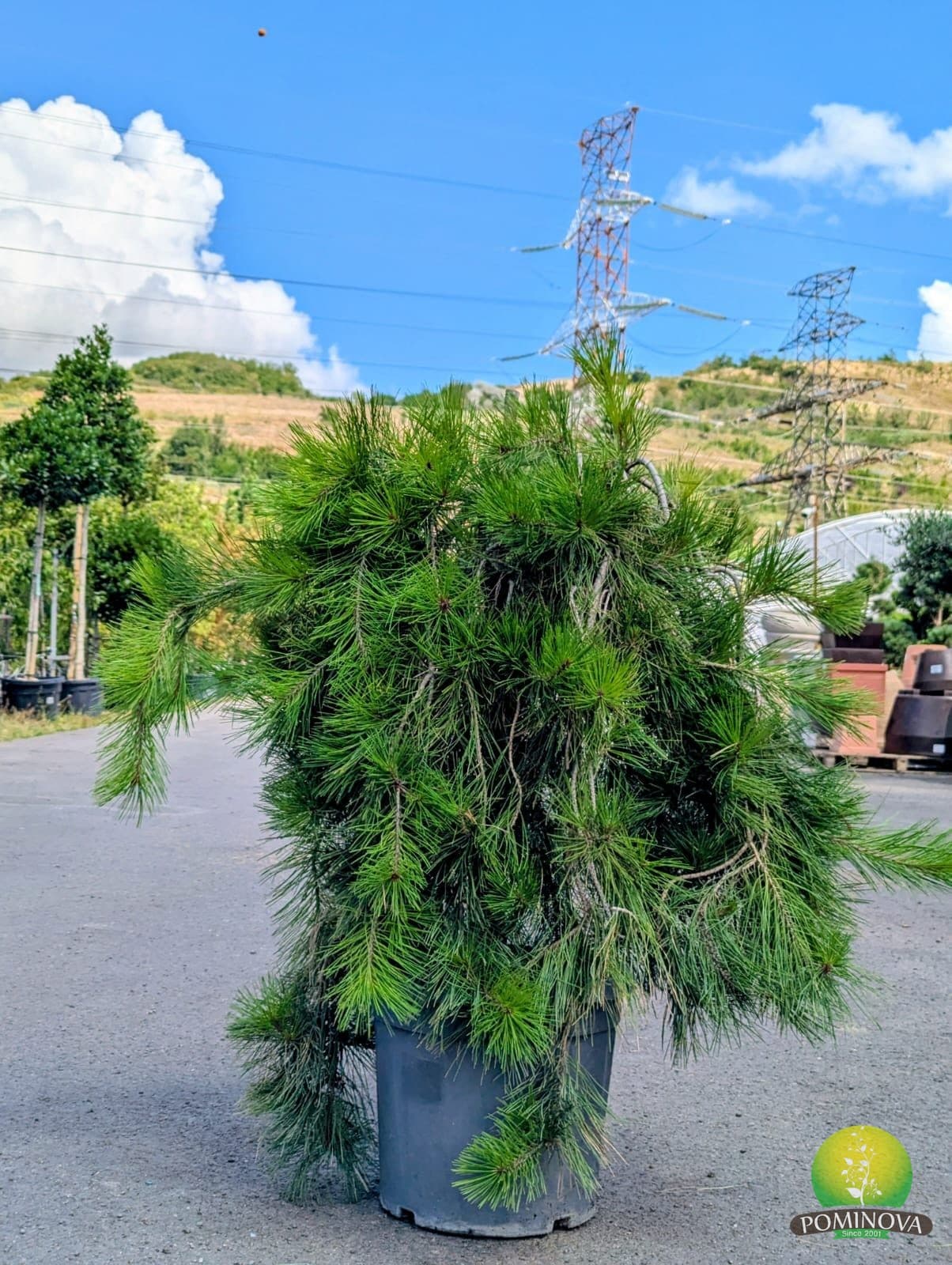 Pinus densiflora 'Pendula' — imagine 1