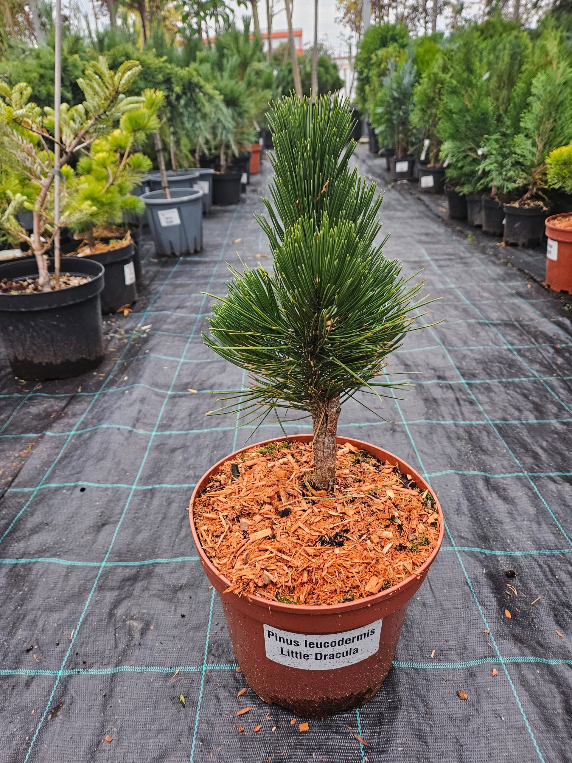 Pin bosniac ‘Little Dracula’ (Pinus leucodermis ‘Little Dracula’)