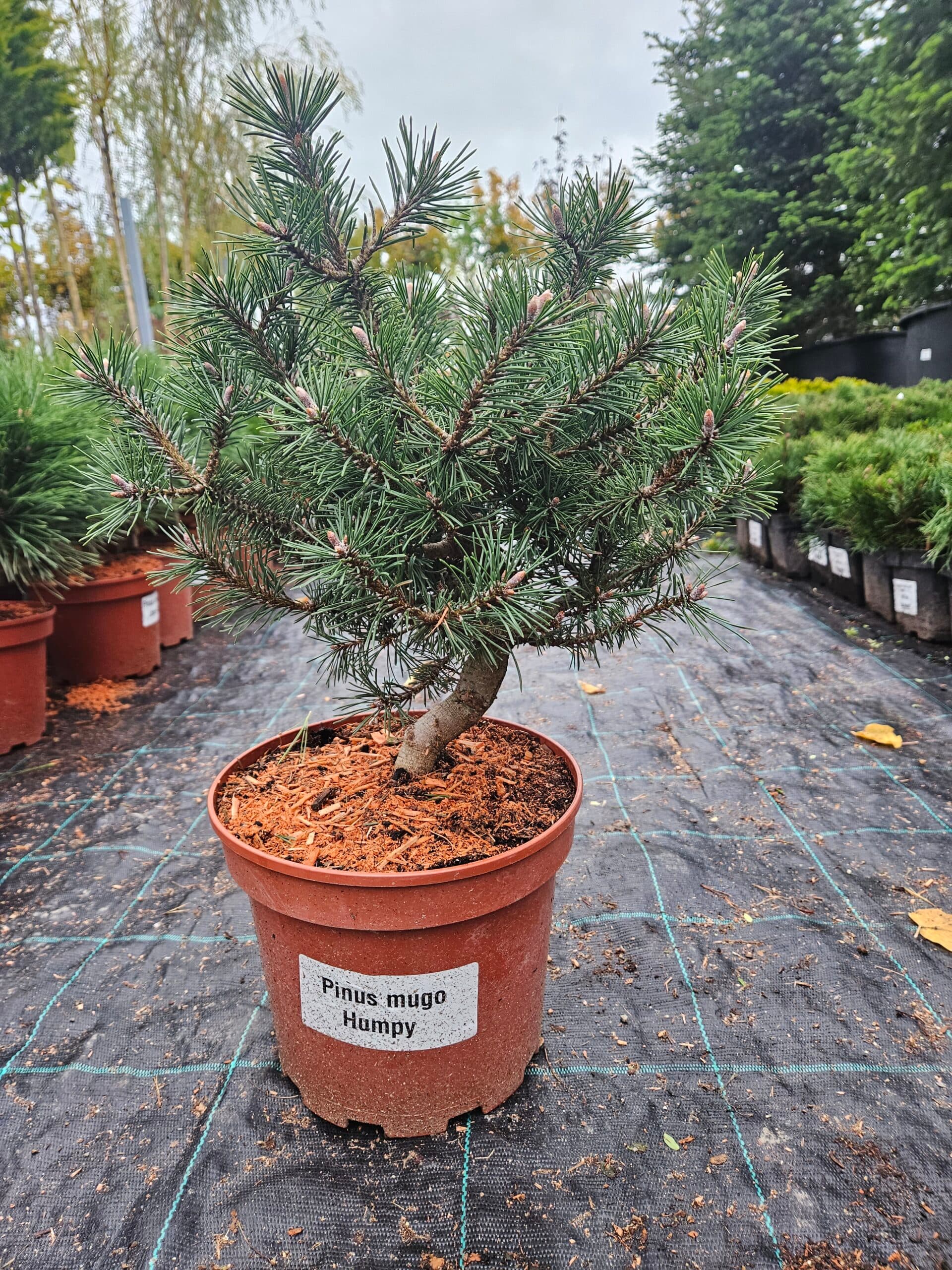 Jneapăn ‘Humpy’ (Pinus mugo ‘Humpy’) — imagine 1