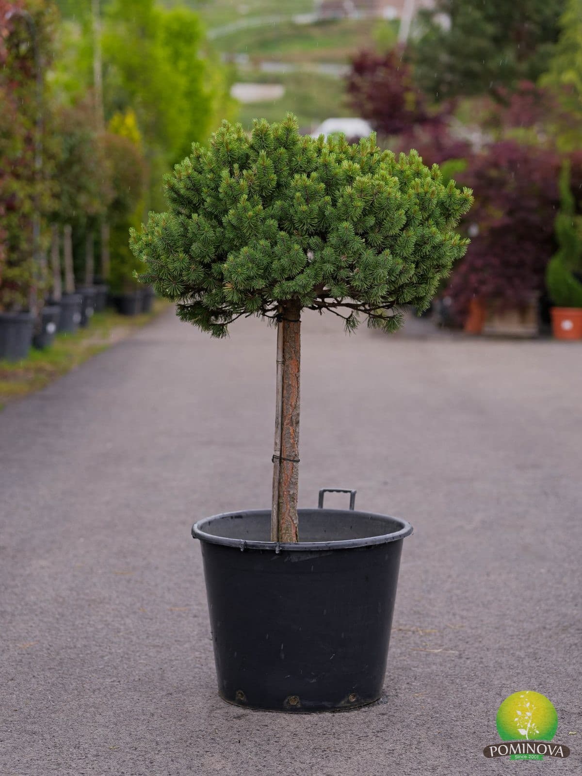 Pinus mugo 'Ophir' — imagine 1