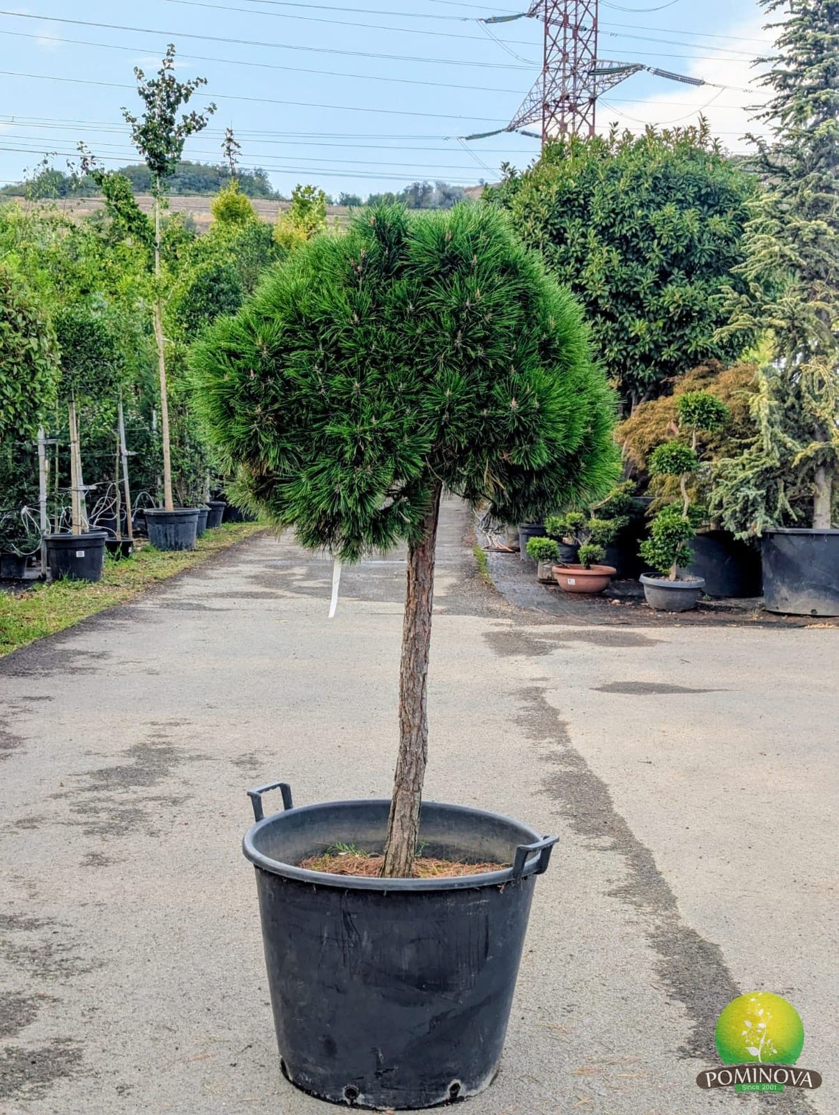 Jneapăn 'Varella' (Pinus mugo 'Varella') — imagine 4