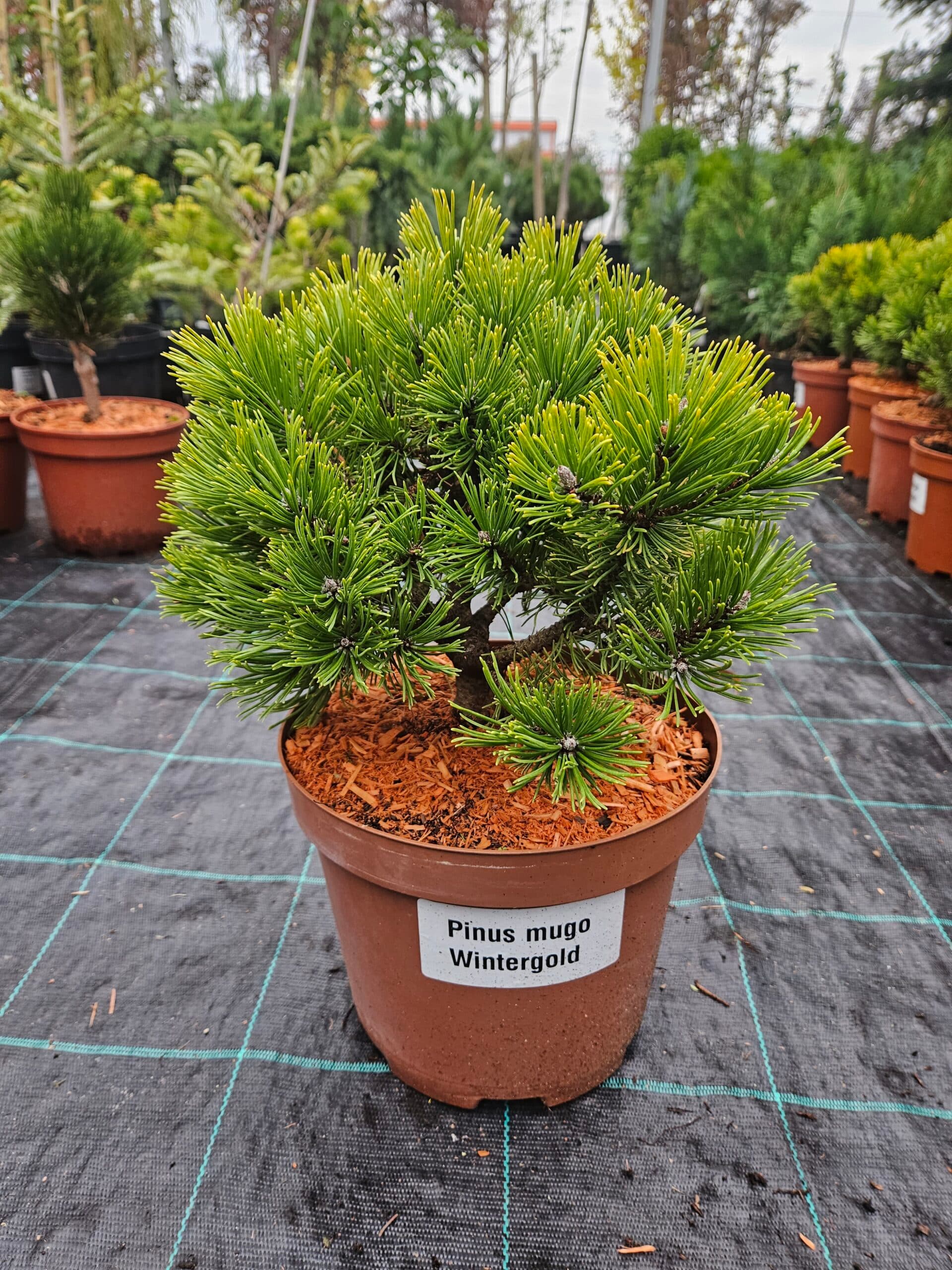 Jneapăn ‘Wintergold’ (Pinus mugo ‘Wintergold’)