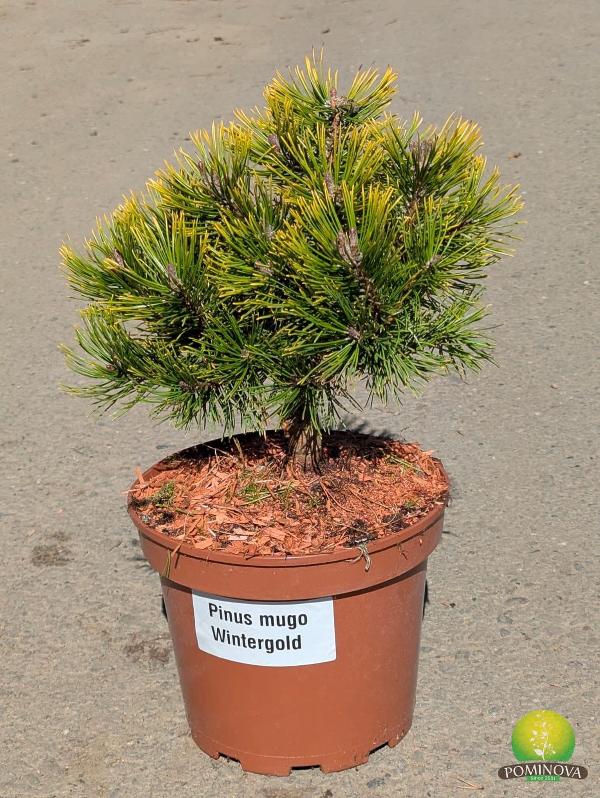 Jneapăn ‘Wintergold’ (Pinus mugo ‘Wintergold’) - imagine 1