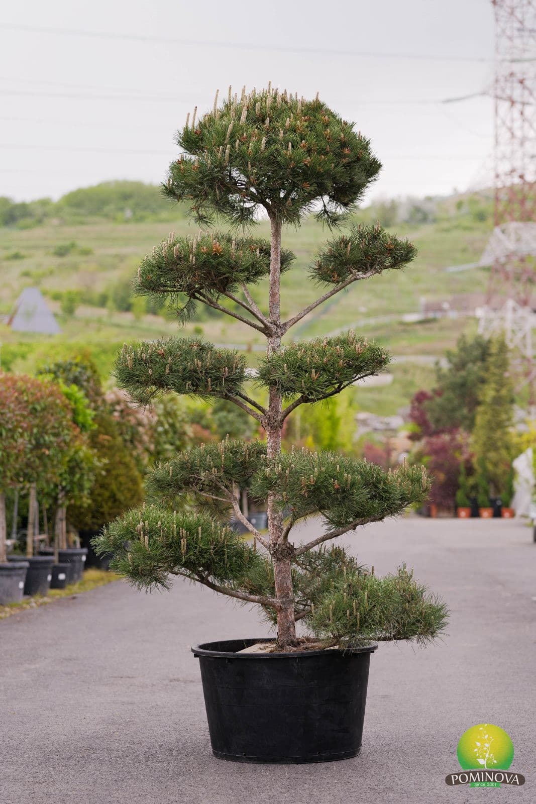 Pin negru austriac - Bonsai — imagine 1