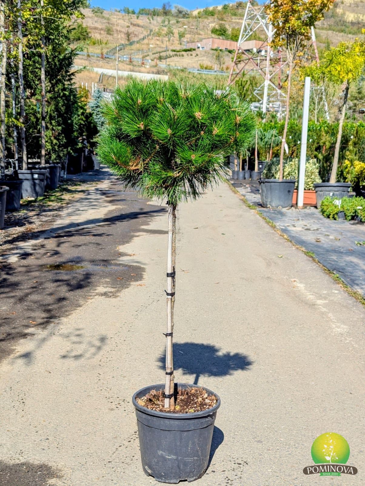 Pin negru 'Brepo' altoit pe trunchi (Pinus nigra 'Brepo' - 1/2 Fusto) - imagine 2