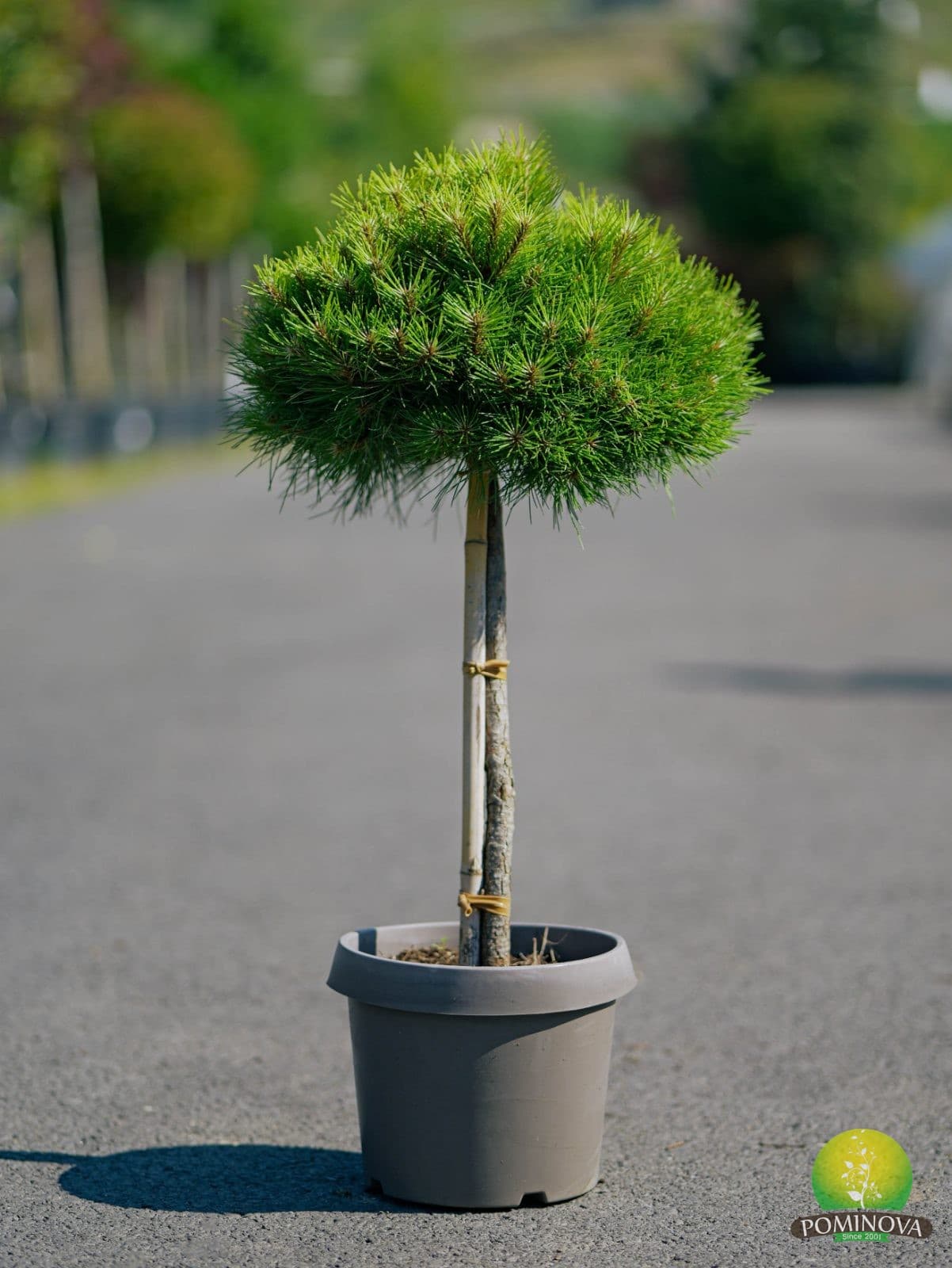 Pin negru altoit pe trunchi mic (Pinus nigra 'Brepo' - 1/4 Fusto) — imagine 1