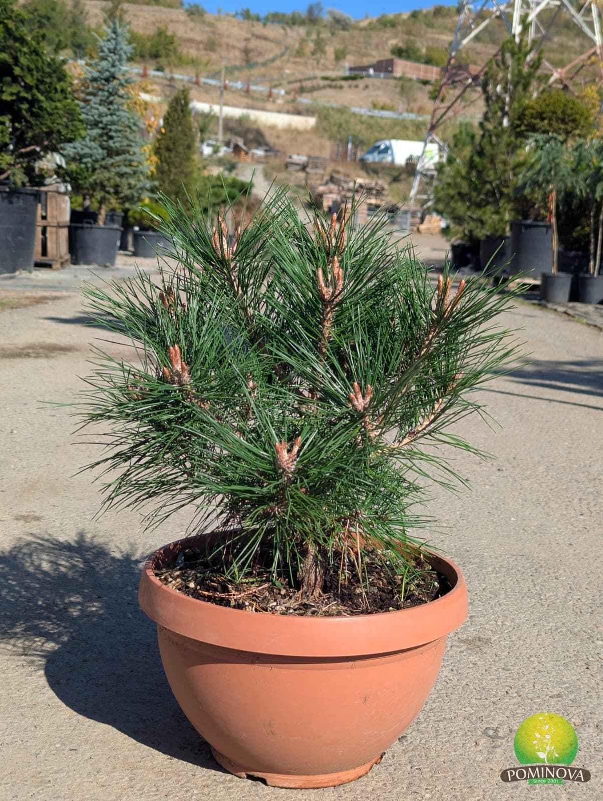 Pin negru altoit pe trunchi (Pinus nigra 'Brepo') - imagine 2