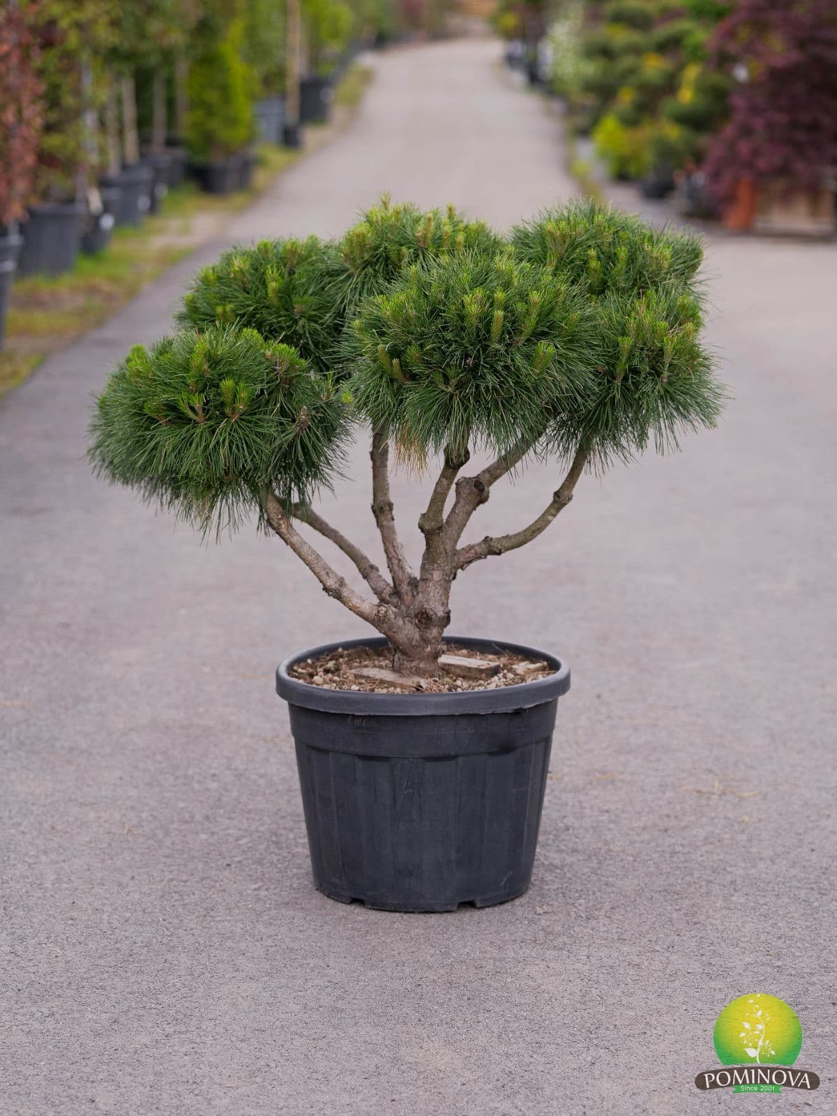Pin negru Brepo - Bonsai — imagine 1