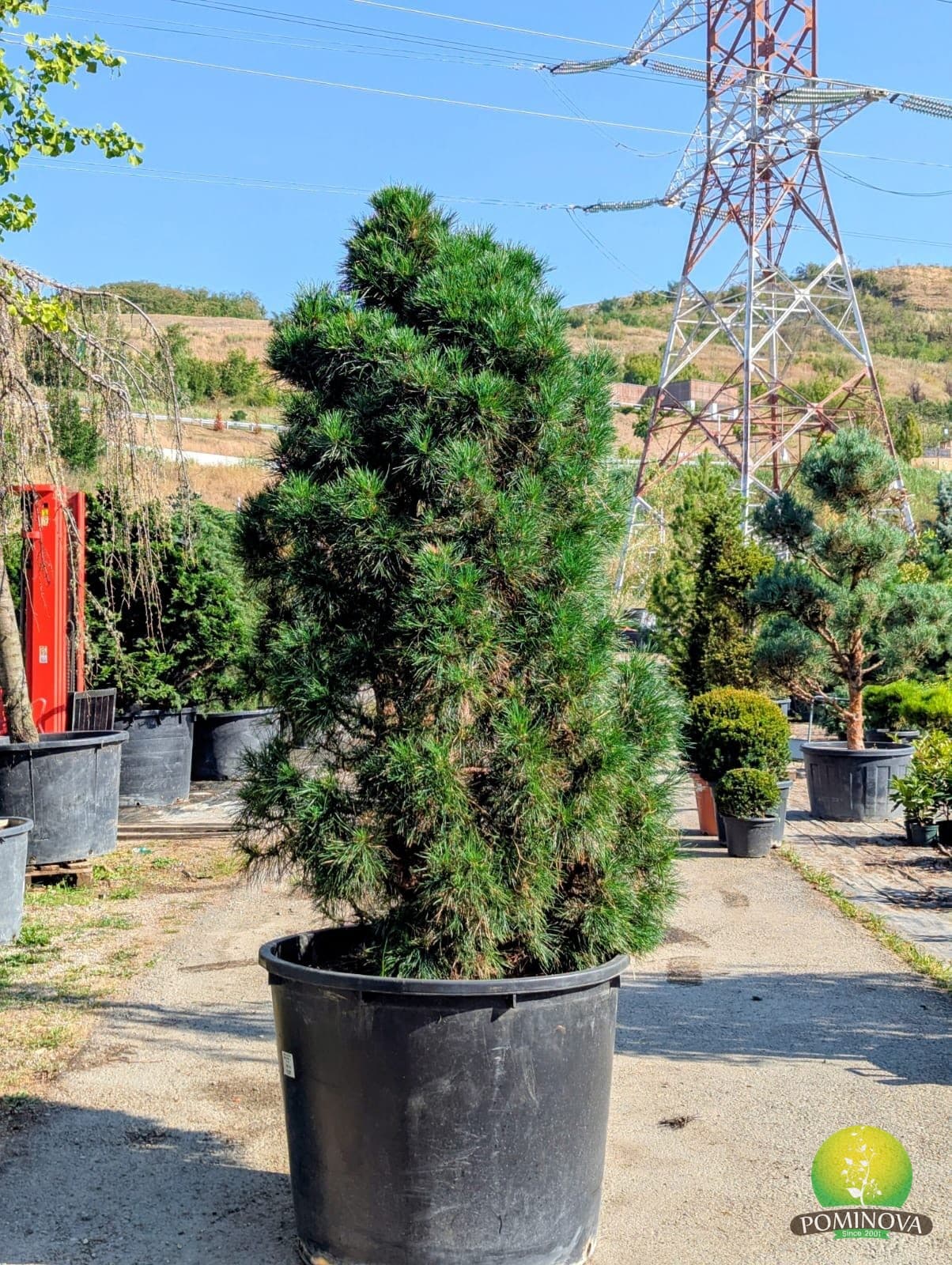 Pin negru ‘Globosa Viridis’ (Pinus ‘Globosa Viridis’) — imagine 1