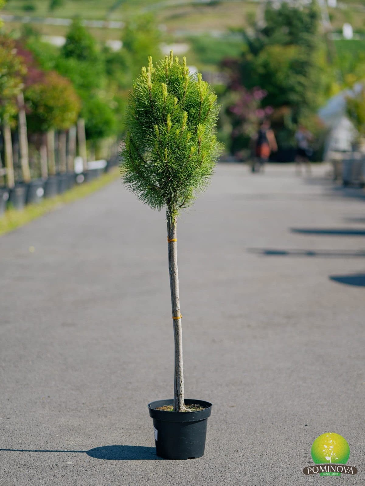 Pin nigru 'Green Tower' (Pinus nigra 'Green Tower') — imagine 1
