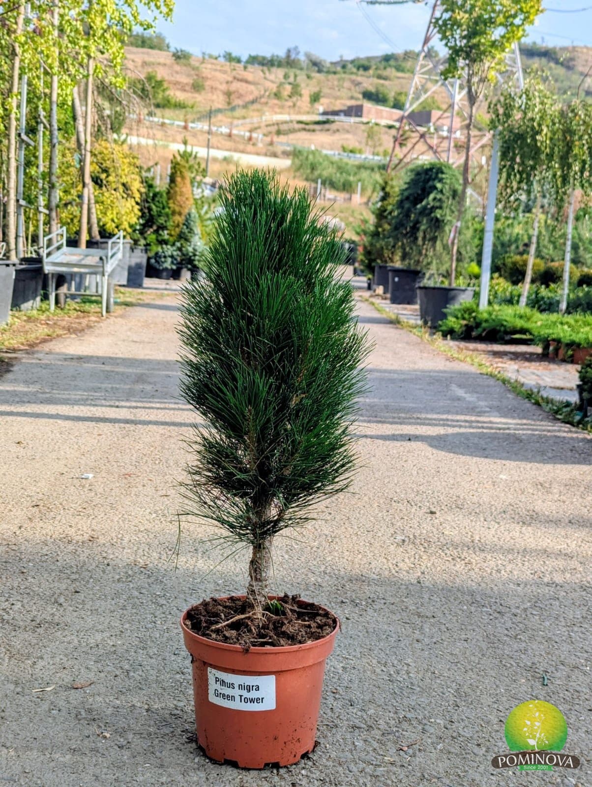 Pin nigru 'Green Tower' (Pinus nigra 'Green Tower') - imagine 3