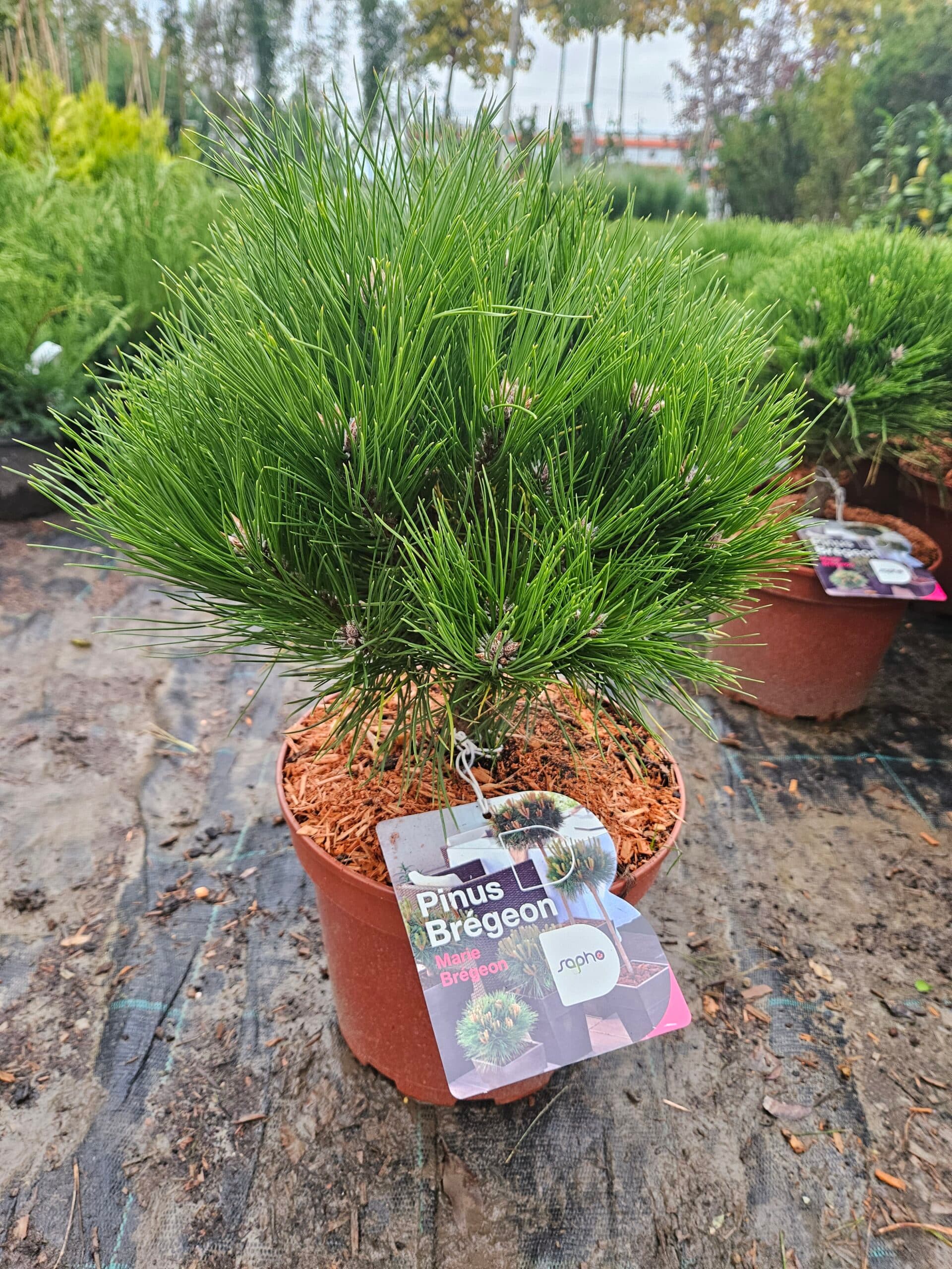 Pin nigru ‘Marie Bregeon’ (Pinus nigra ‘Marie Bregeon’) — imagine 1