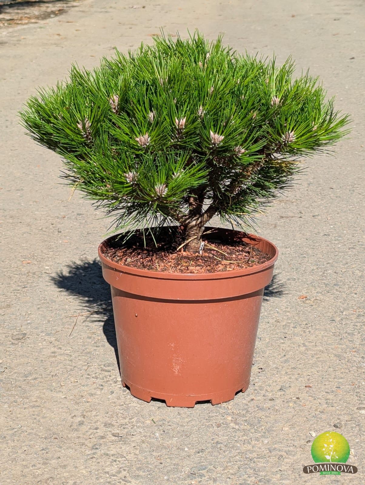 Pin nigru ‘Marie Bregeon’ (Pinus nigra ‘Marie Bregeon’) - imagine 1