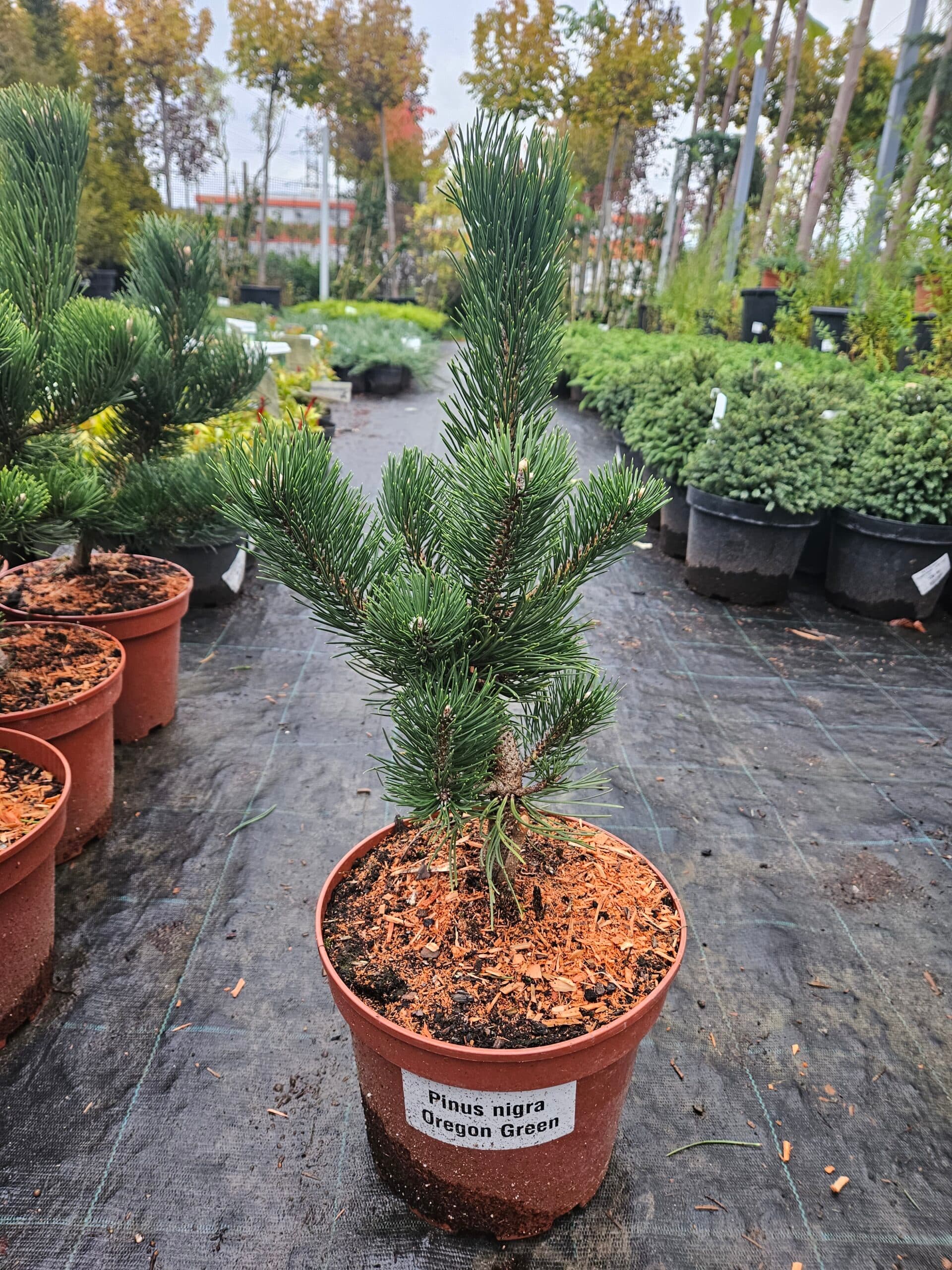 Pin nigru ‘Oregon Green’ (Pinus nigra ‘Oregon Green’) — imagine 1