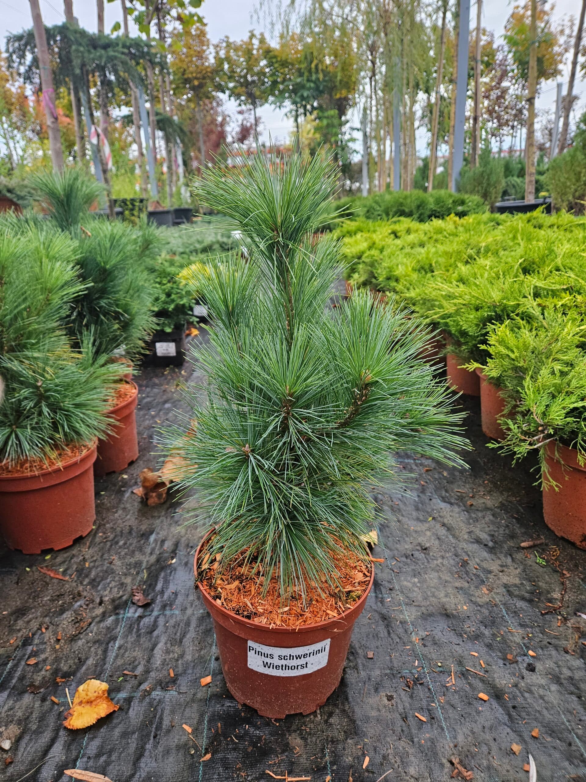 Pin schwerinii ‘Wiethorst’ (Pinus schwerinii ‘Wiethorst’) — imagine 1