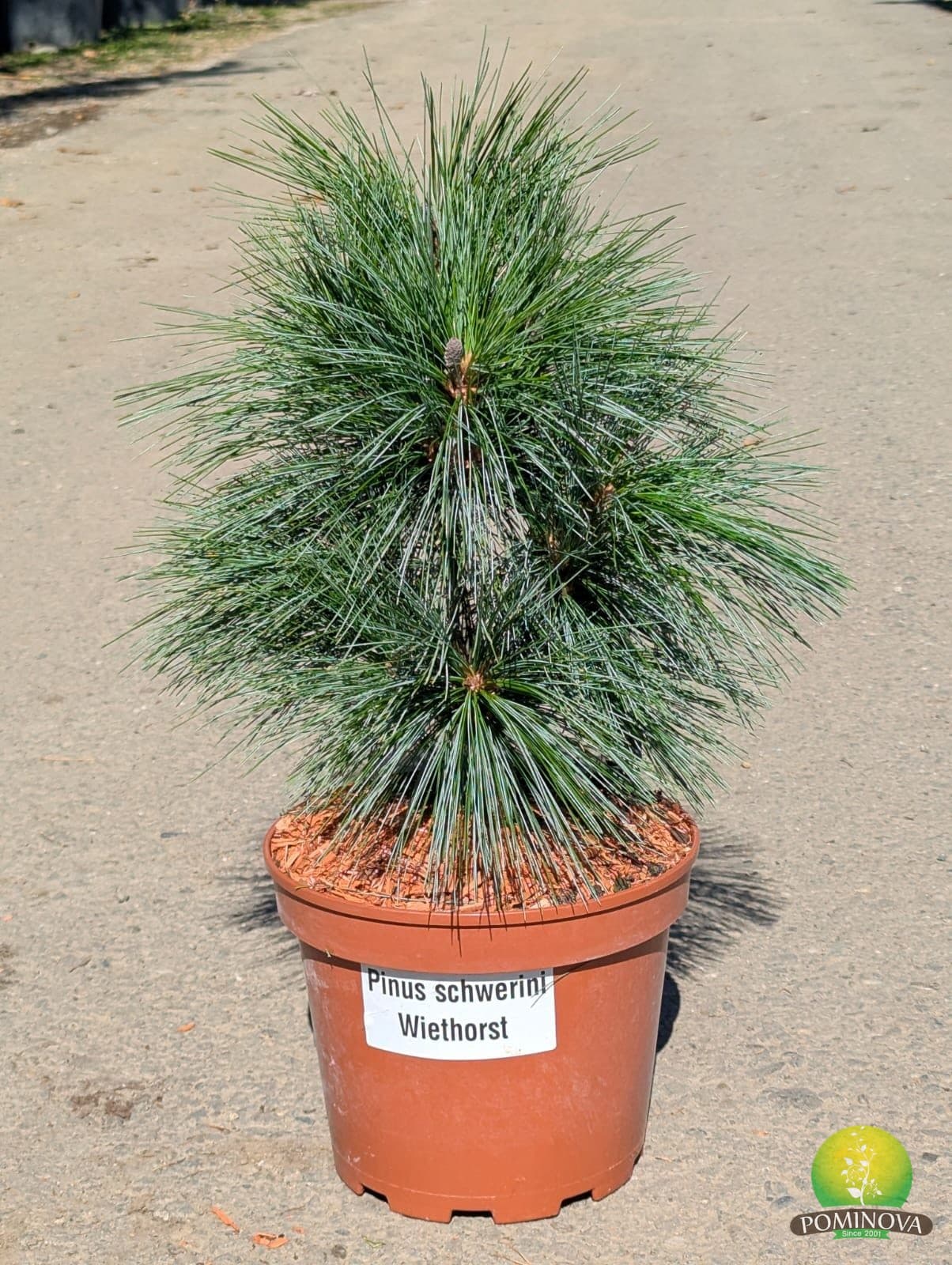 Pin schwerinii ‘Wiethorst’ (Pinus schwerinii ‘Wiethorst’) - imagine 3