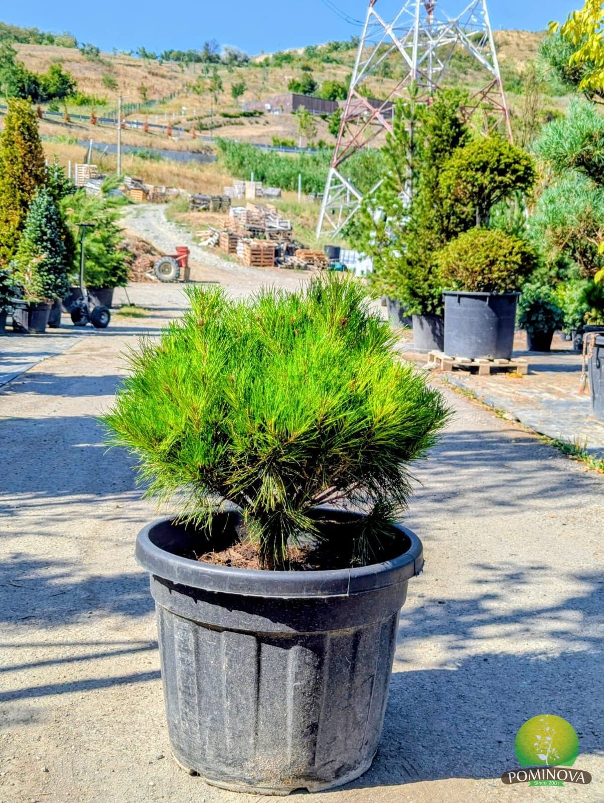 Pin japonez roșu pitic (Pinus densiflora)