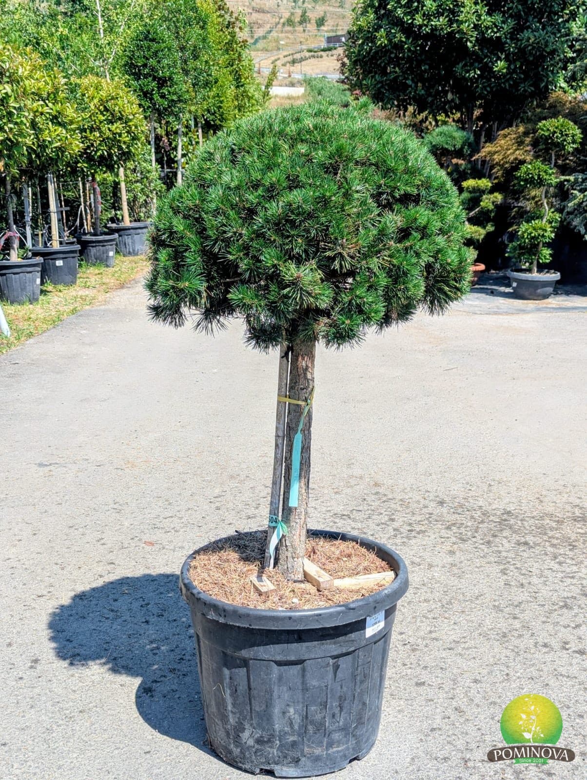 Pin silvestru (Pinus sylvestris) — imagine 1