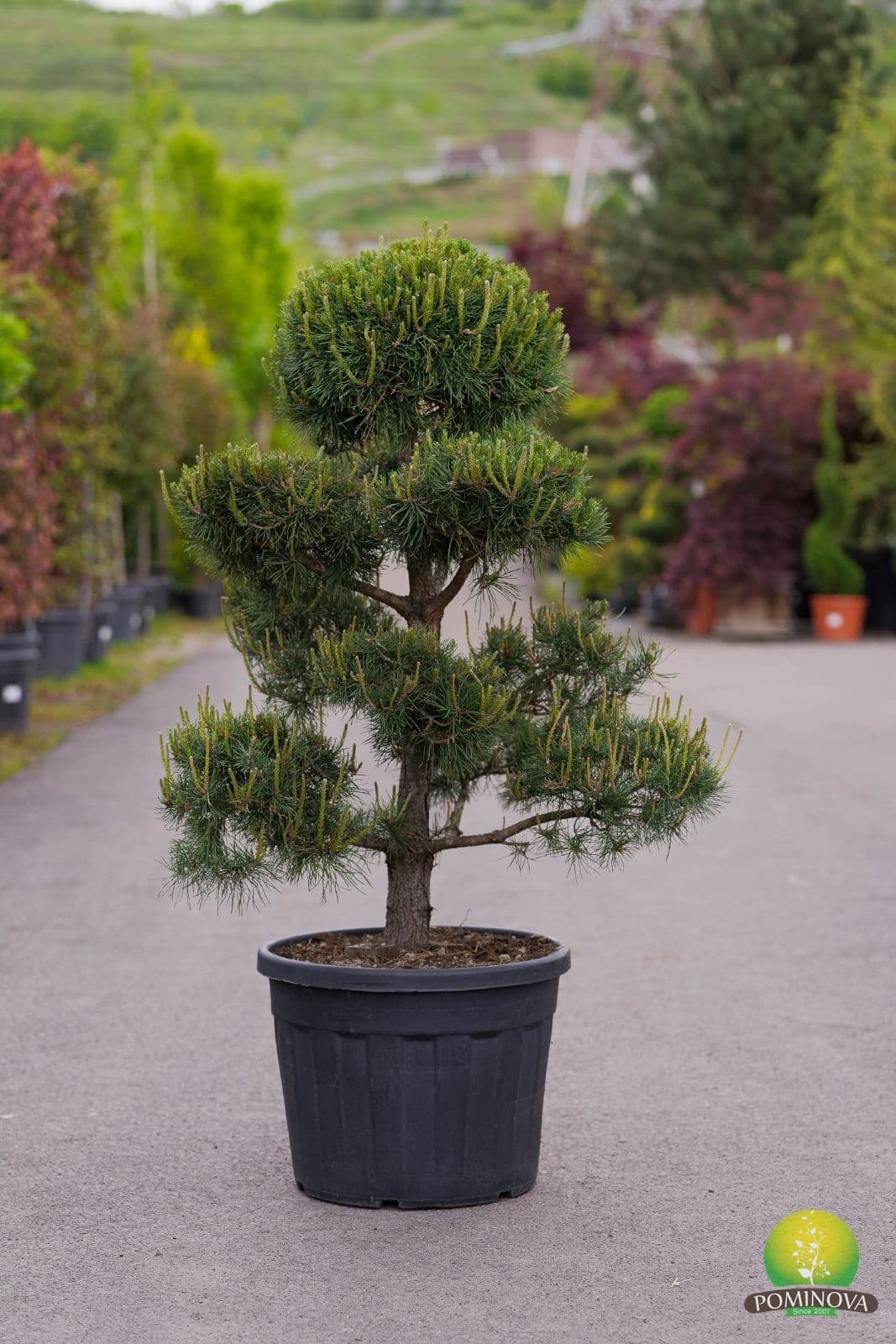 Pin roșu - Bonsai — imagine 1