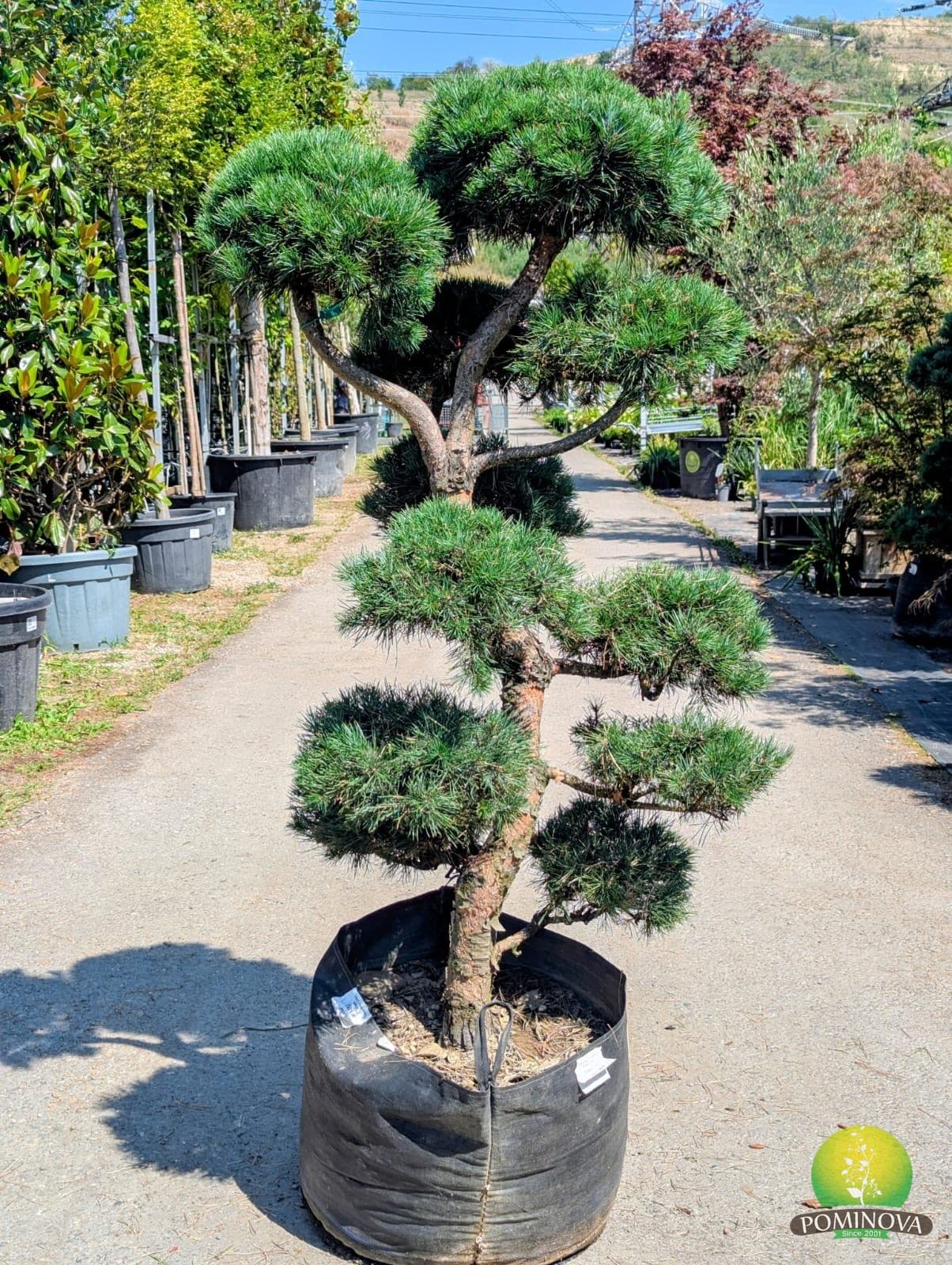 Pin roșu - Bonsai (Pinus sylvestris Bonsai) — imagine 1