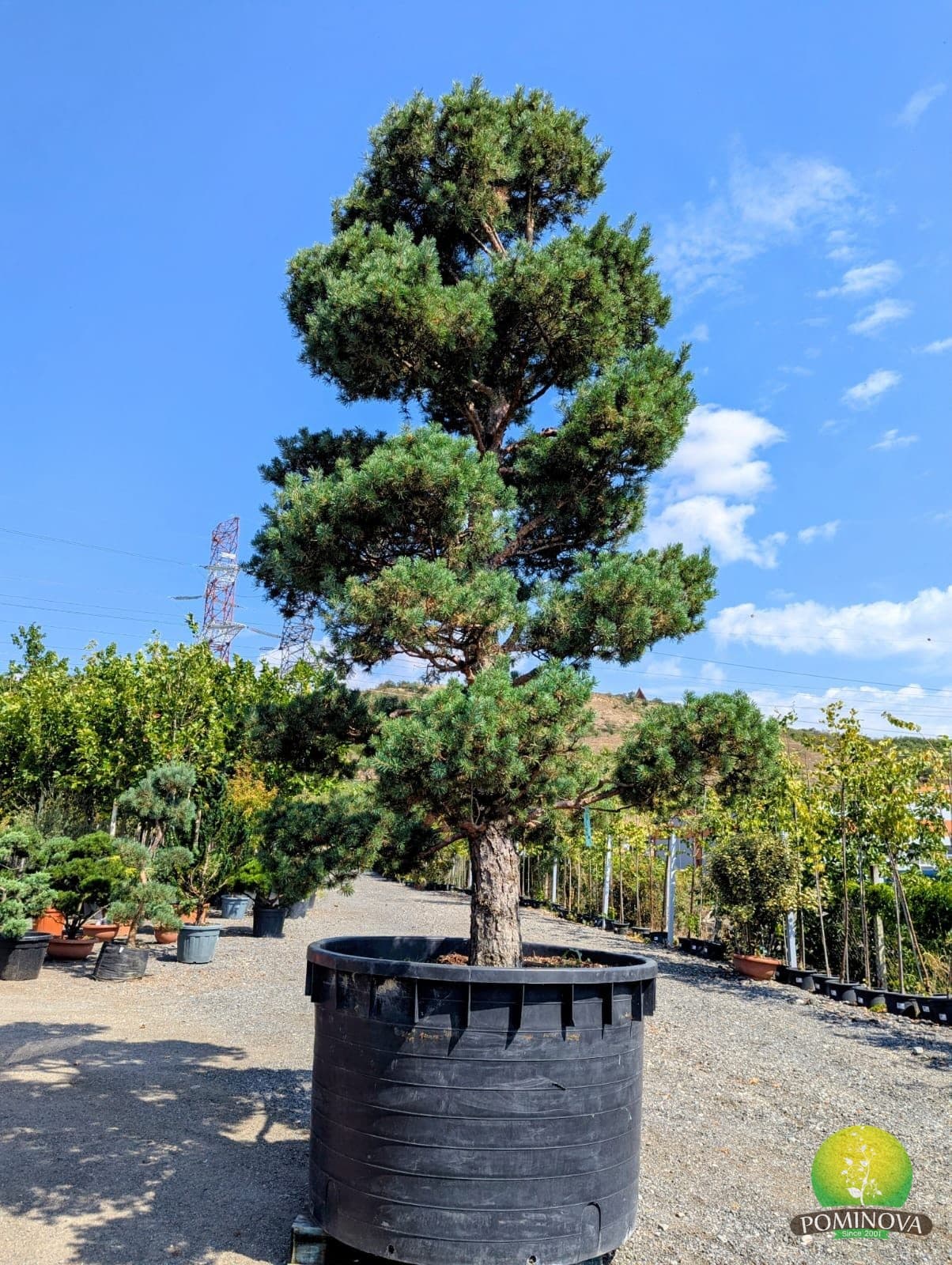 Pinus sylvestris Bonsai (Pinus sylvestris - Bonsai) — imagine 1