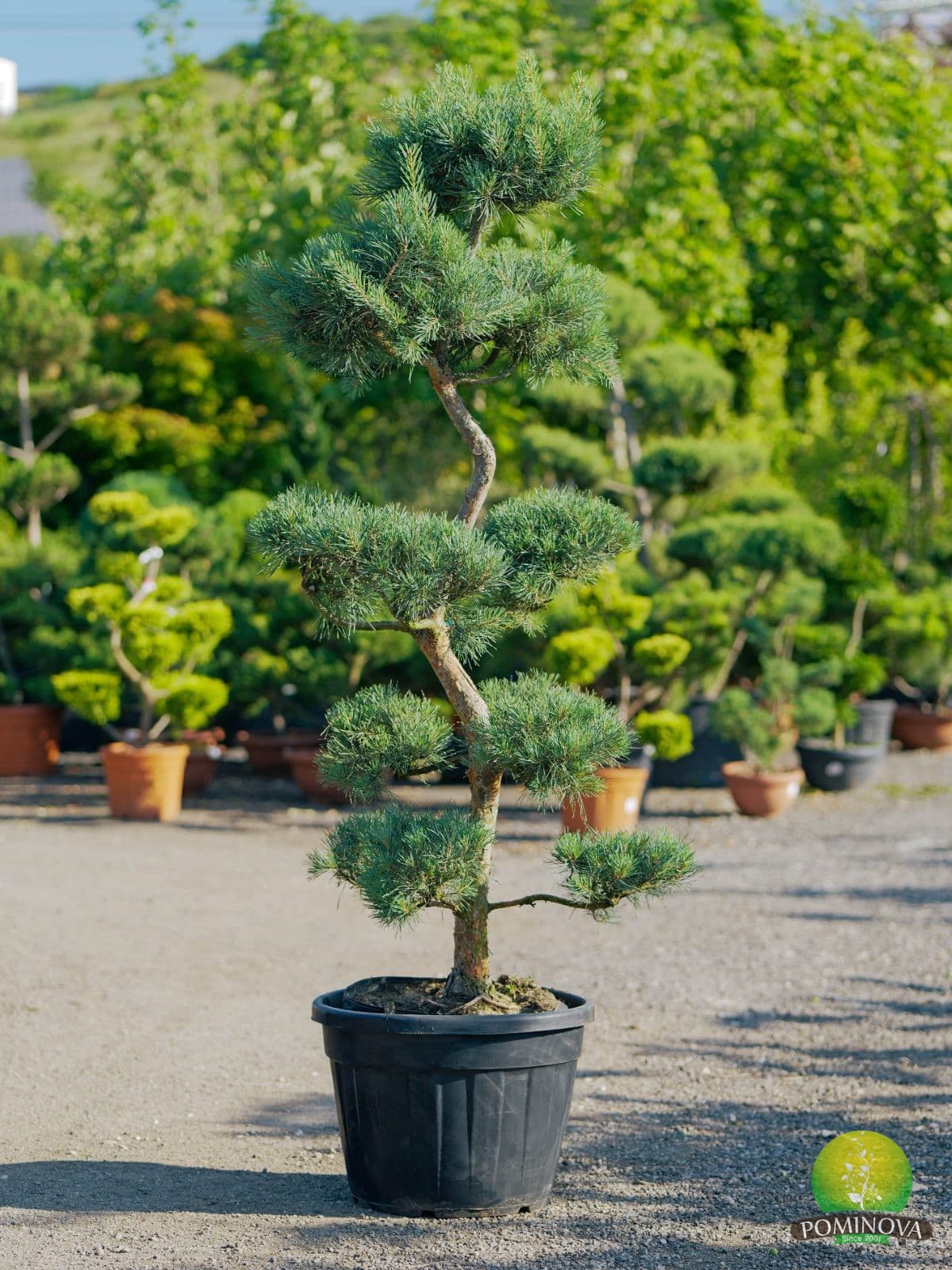Pinus sylvestris Bonsai (Pinus sylvestris - Bonsai 5G) — imagine 1