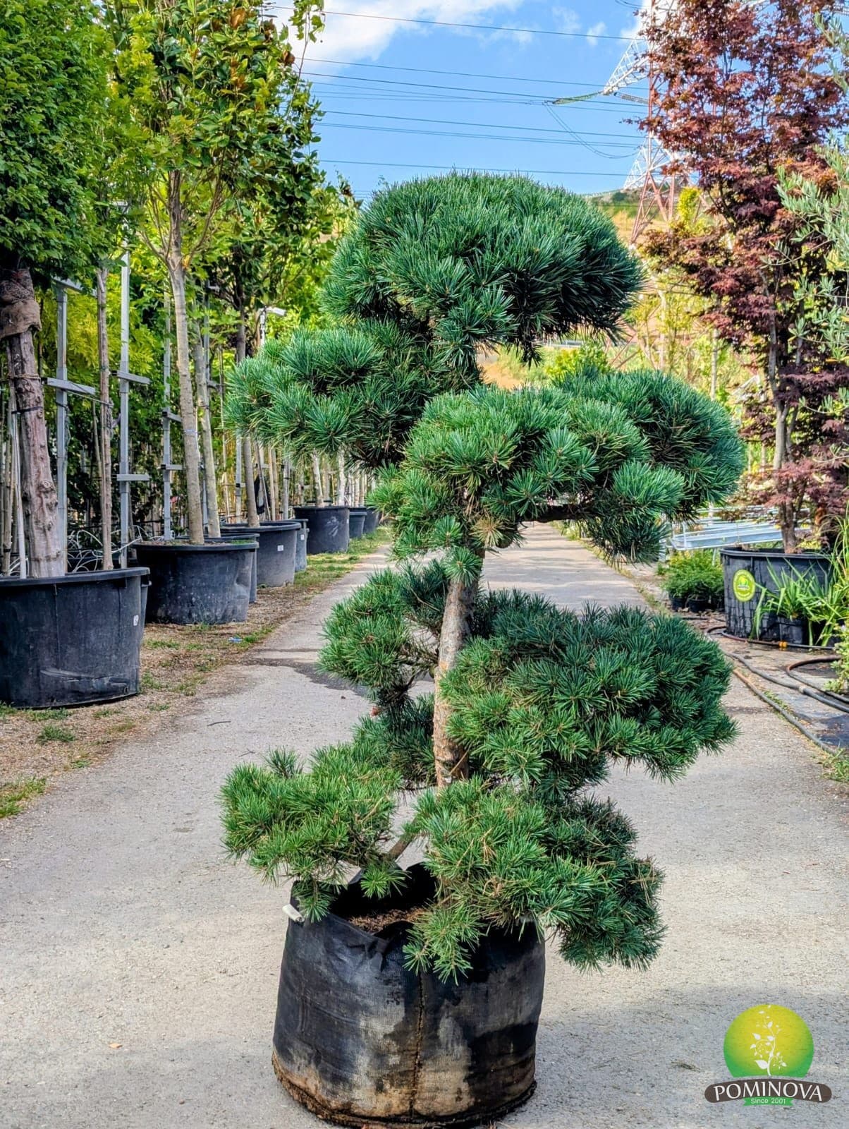 Pinus Sylvestris Bonsai (Pinus sylvestris - Bonsai Hx) — imagine 1