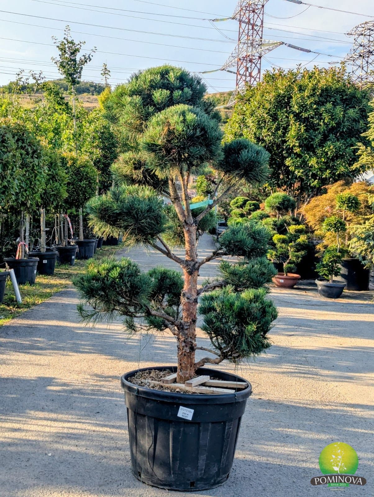 Pinus sylvestris 'Glauca' - Bonsai — imagine 1