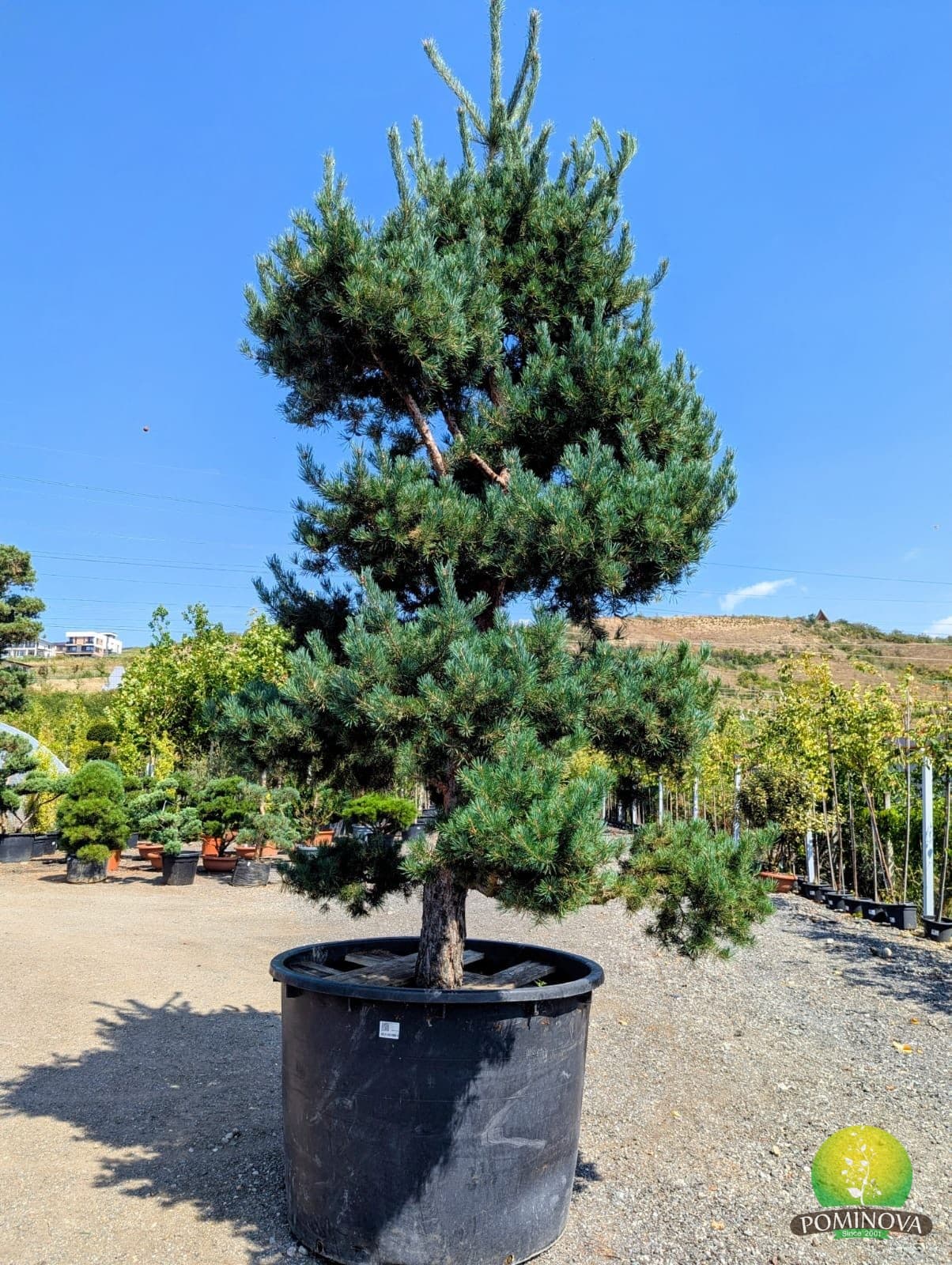Pin topiar bonsai (Pinus sylvestris Bonsai)