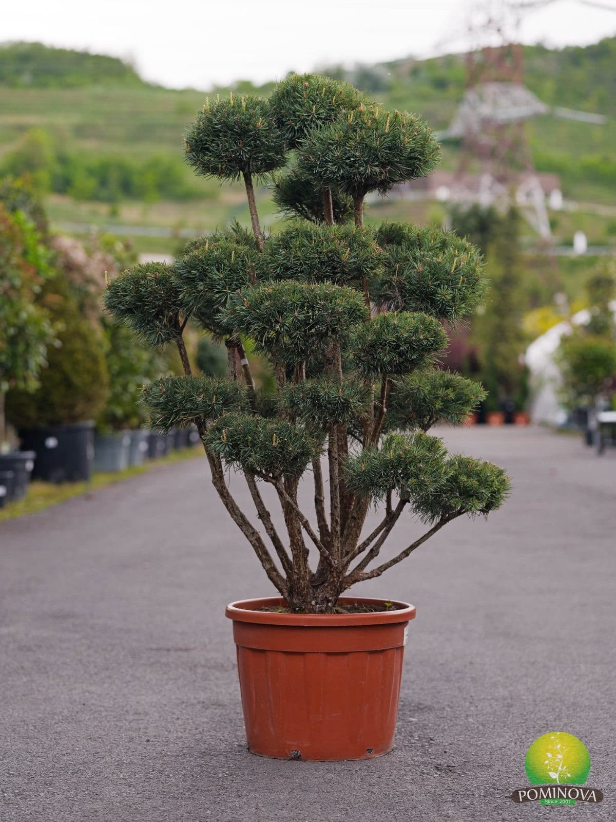 Pinus Sylvestris Watereri Bonsai — imagine 1