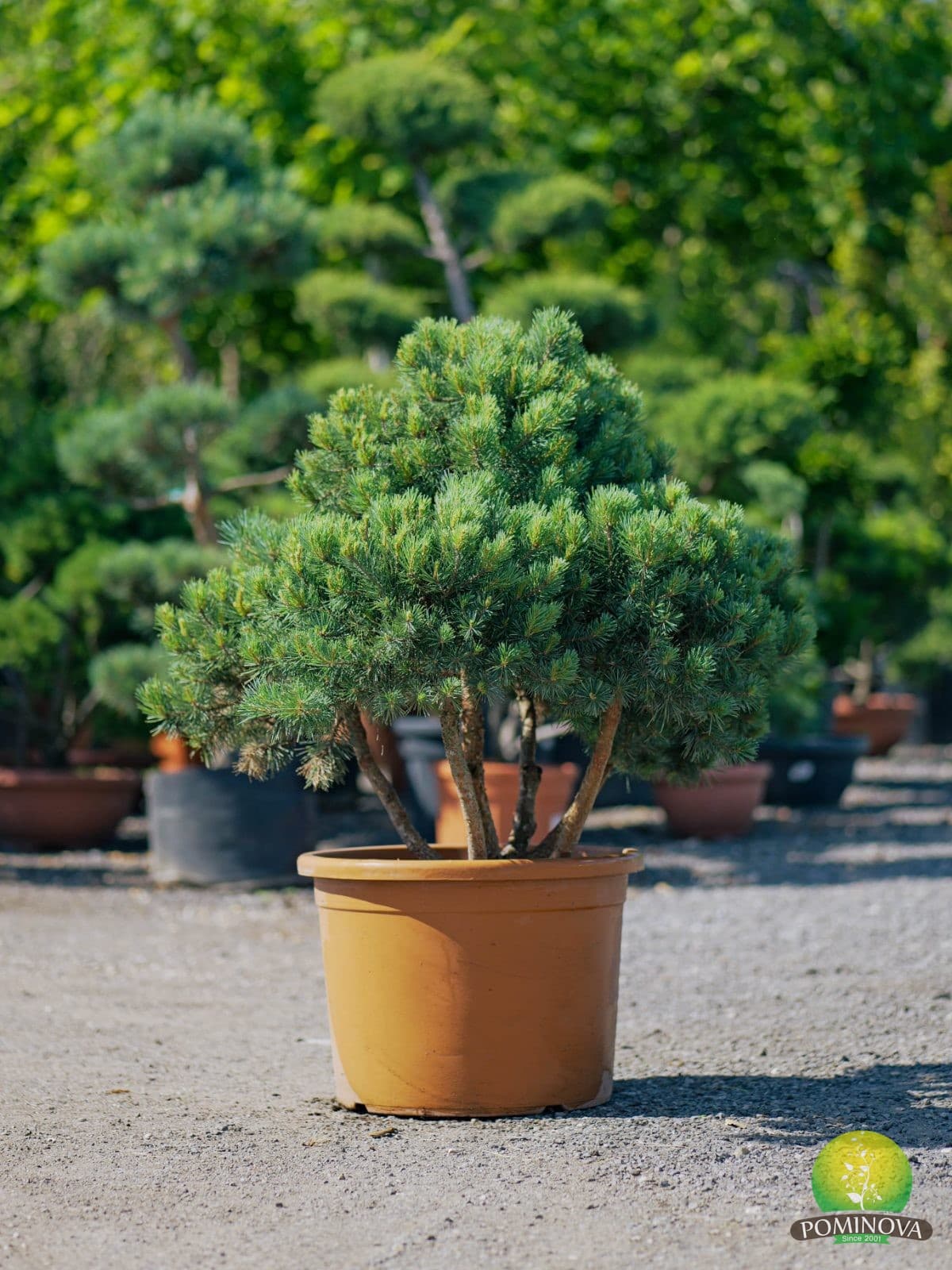 Pinus Sylvestris Watereri Bonsai — imagine 3