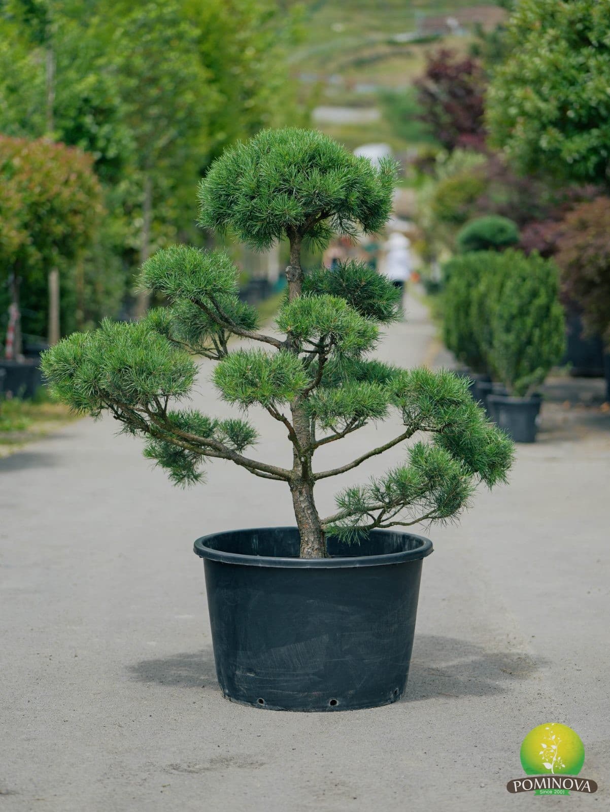 Pinus sylvestris 'Watereri' - Bonsai