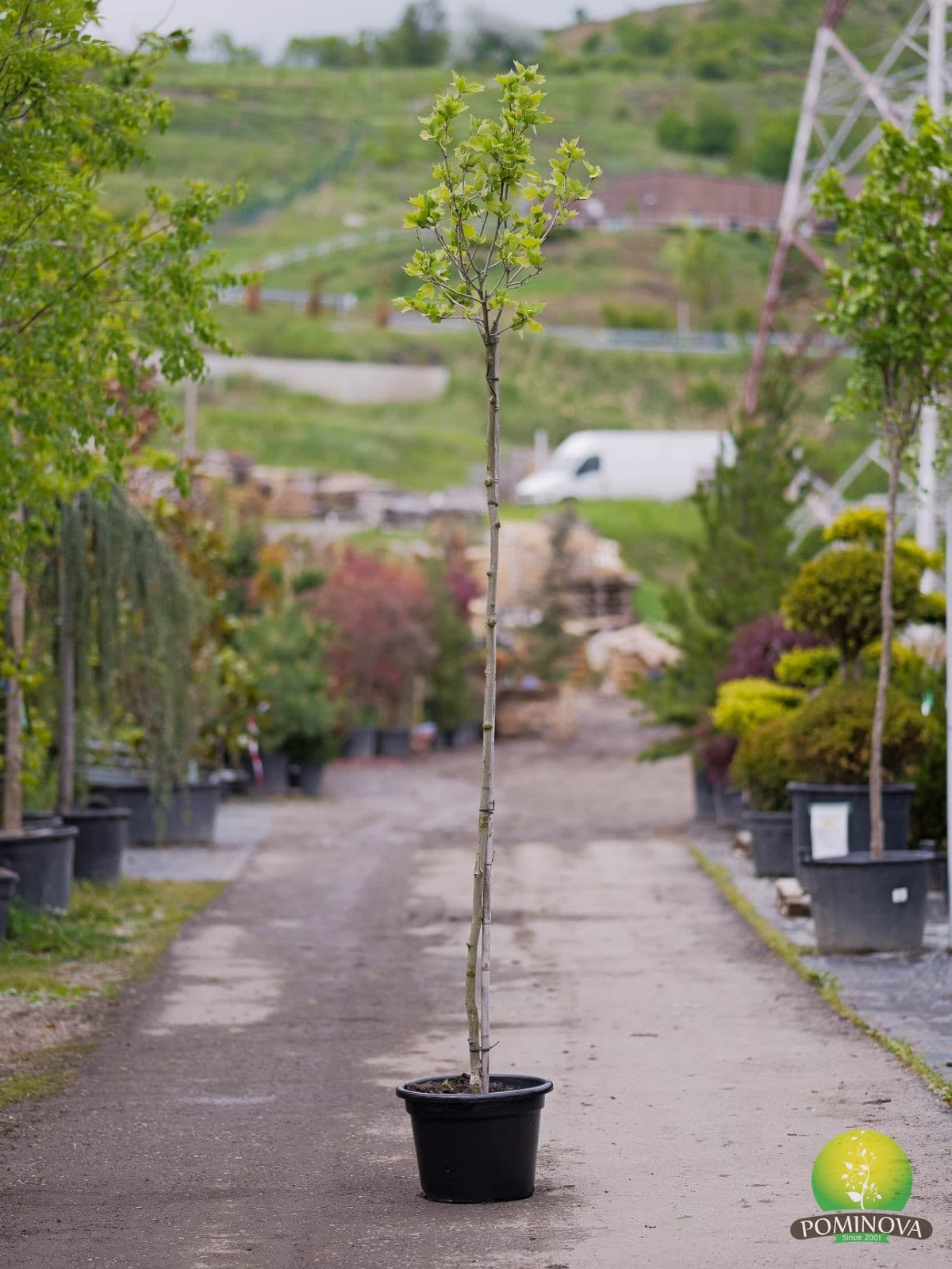 Platan globular (Platanus acerifolia 'Alphens Globe') — imagine 2