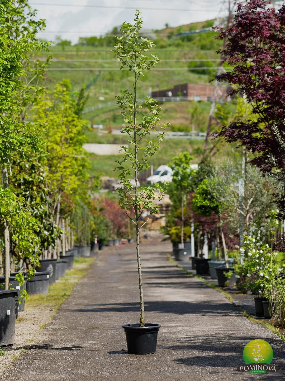 Platanus Acerifolia — imagine 1