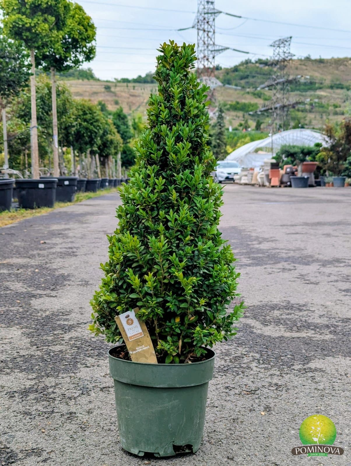 Buxus sempervirens Piramidal — imagine 1