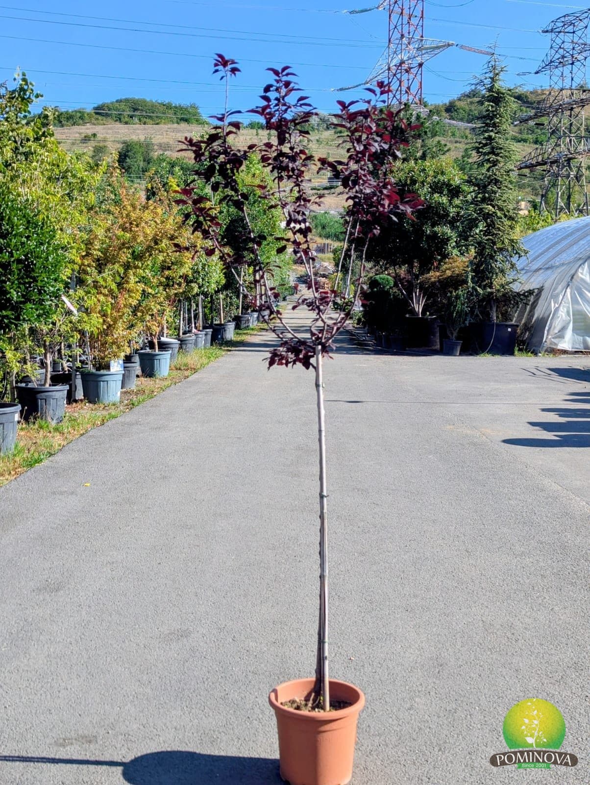 Corcoduș ornamental cu frunză roșie (Prunus cerasifera 'Nigra') — imagine 1