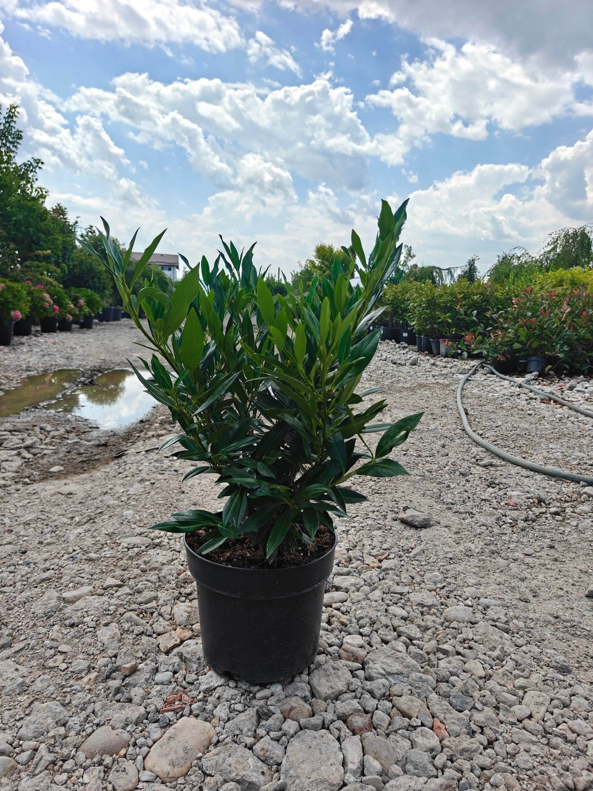 Laur englezesc 'Otto Luyken' (Prunus laurocerasus 'Otto Luyken') — imagine 1