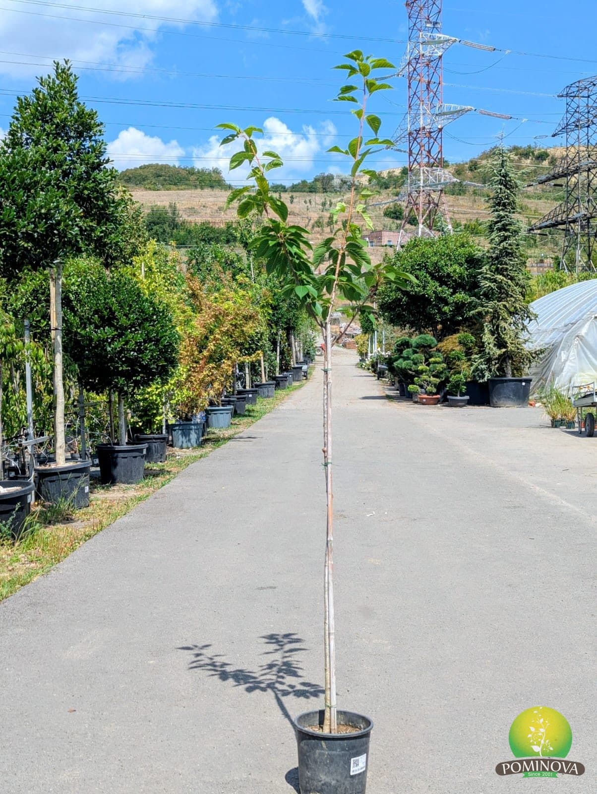 Cireș japonez 'Kanzan' (Prunus serrulata 'Kanzan' ) — imagine 8