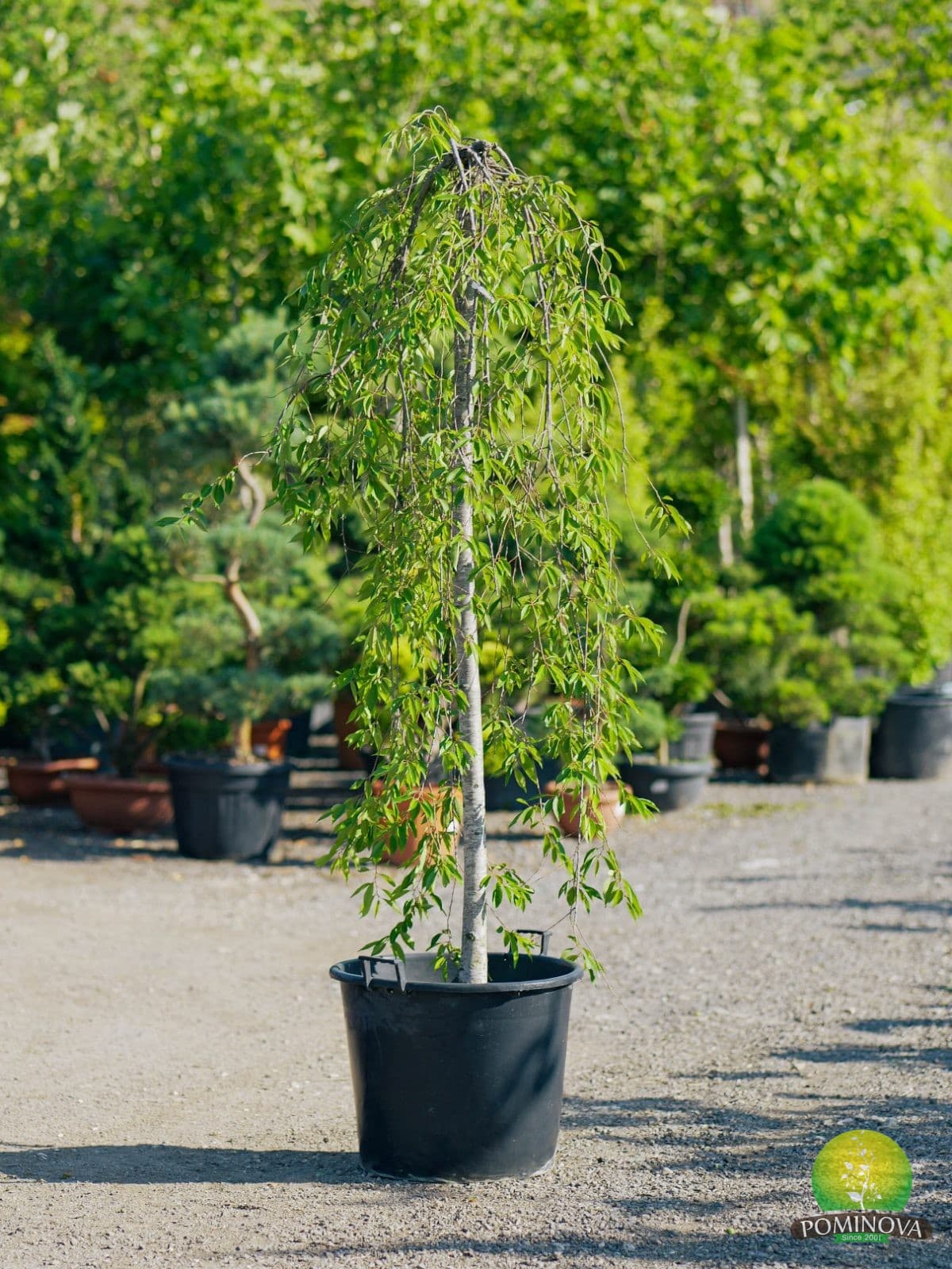 Prunus subhirtella 'Pendula' — imagine 1