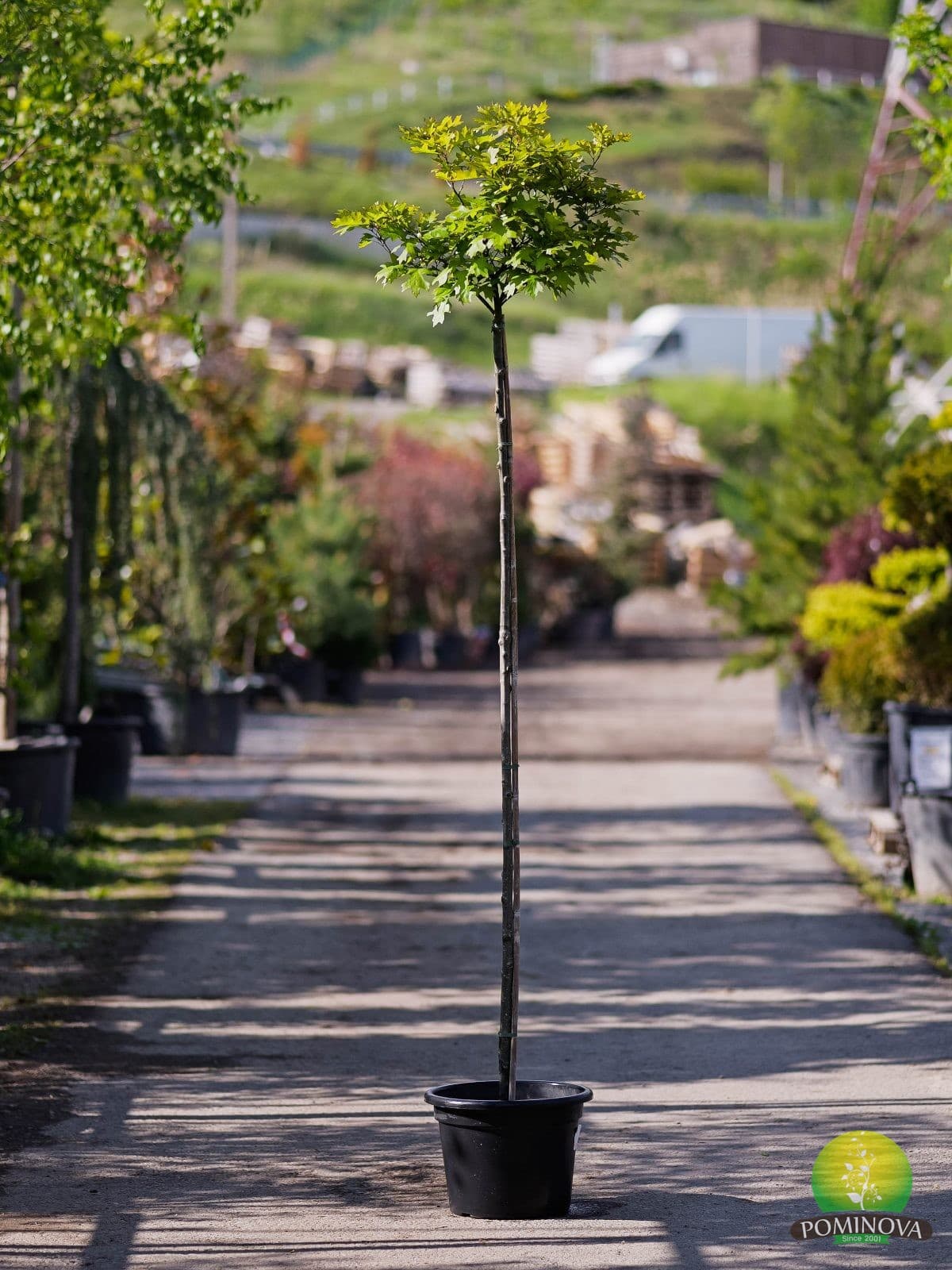 Quercus palustris 'Green Dwarf' — imagine 1
