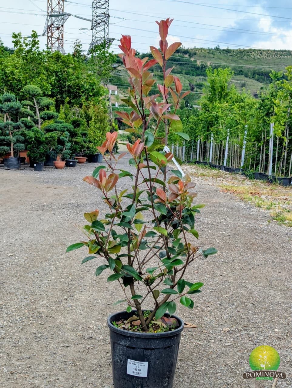 Fotinia 'Red Robin' (Photinia x fraserii 'Red Robin') — imagine 2